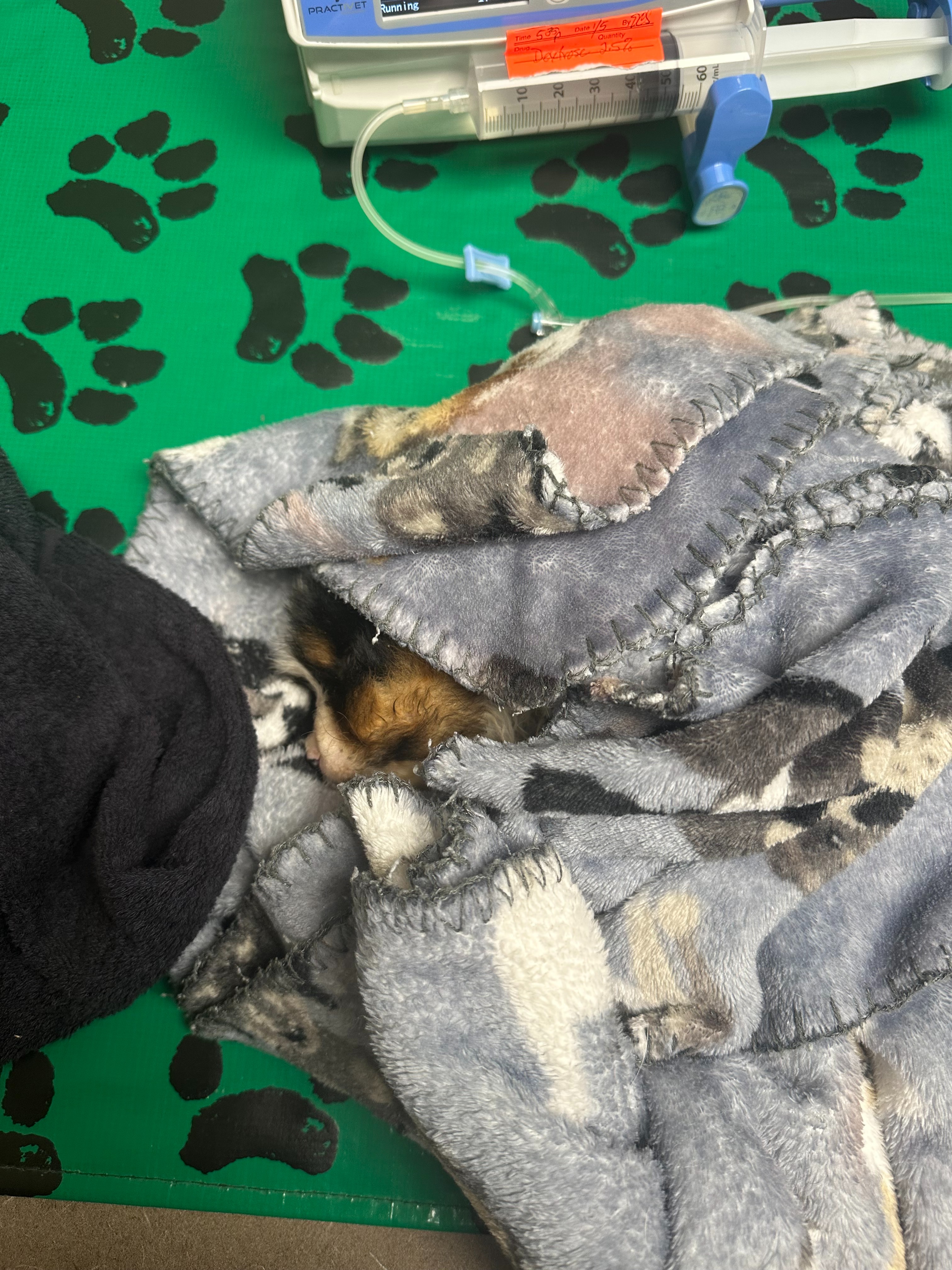 Emergency Medical Care for a Critical Rescue Puppy campaign photo, 5 of 8