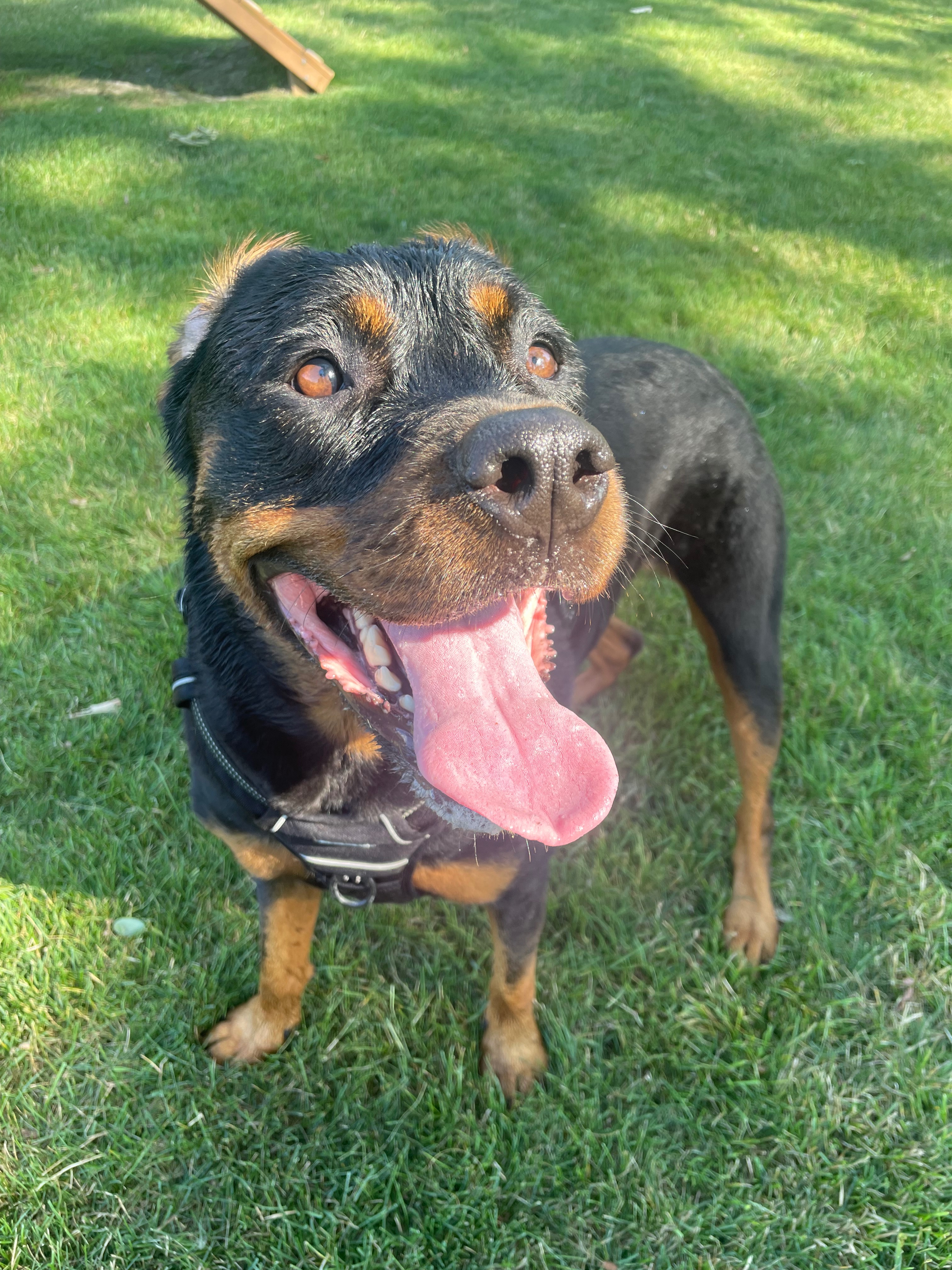 Healing for Paisley: Surgery Fundraiser campaign photo, 4 of 7