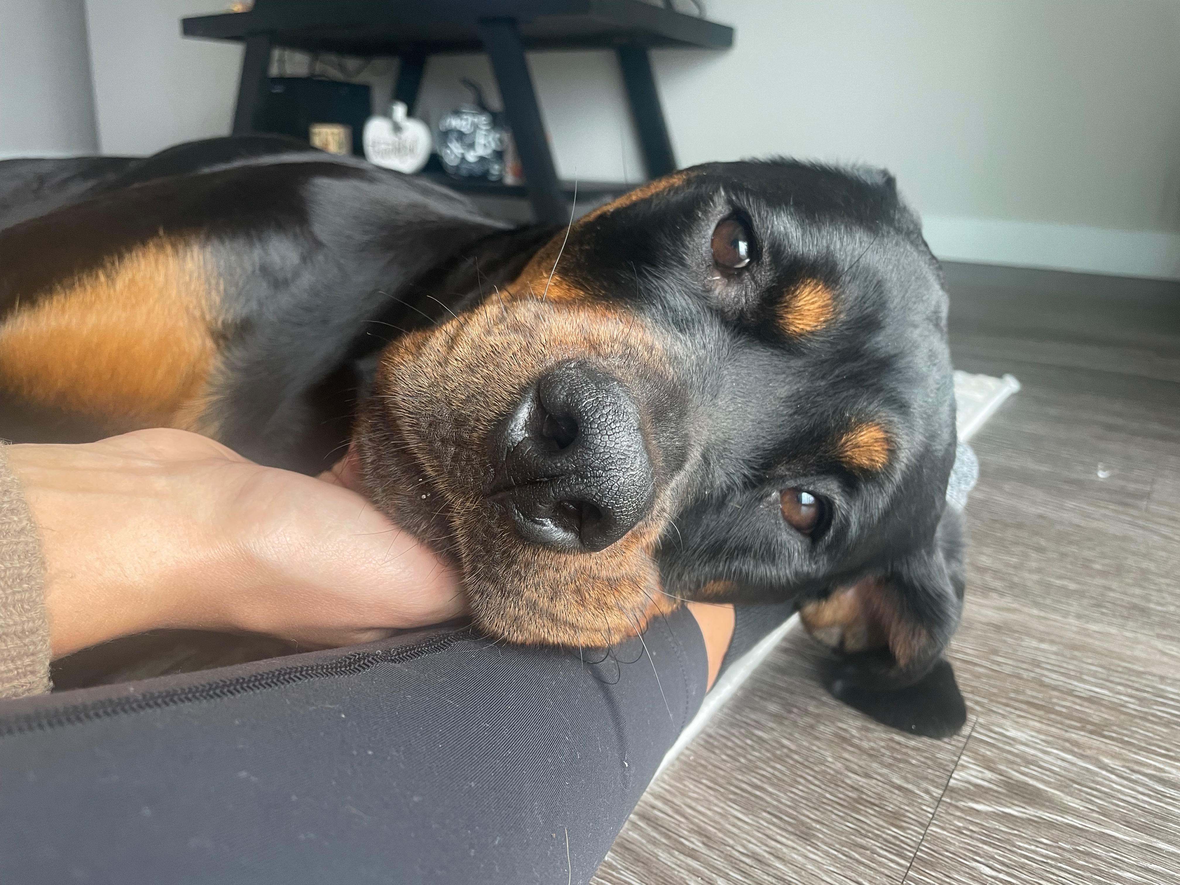 Healing for Paisley: Surgery Fundraiser campaign photo, 5 of 7