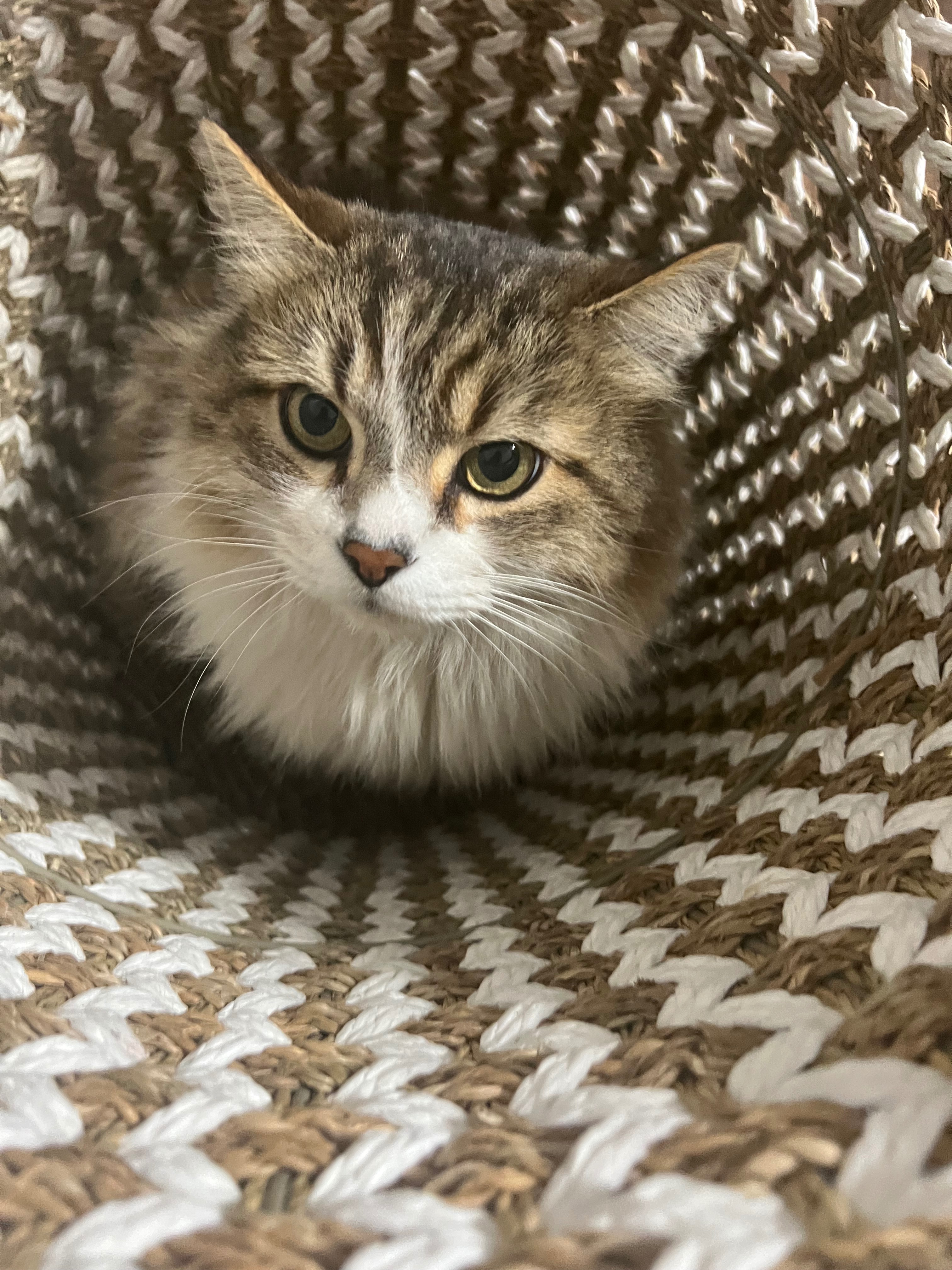 Help Smokey Live Pain-Free in His Golden Years campaign photo, 2 of 8