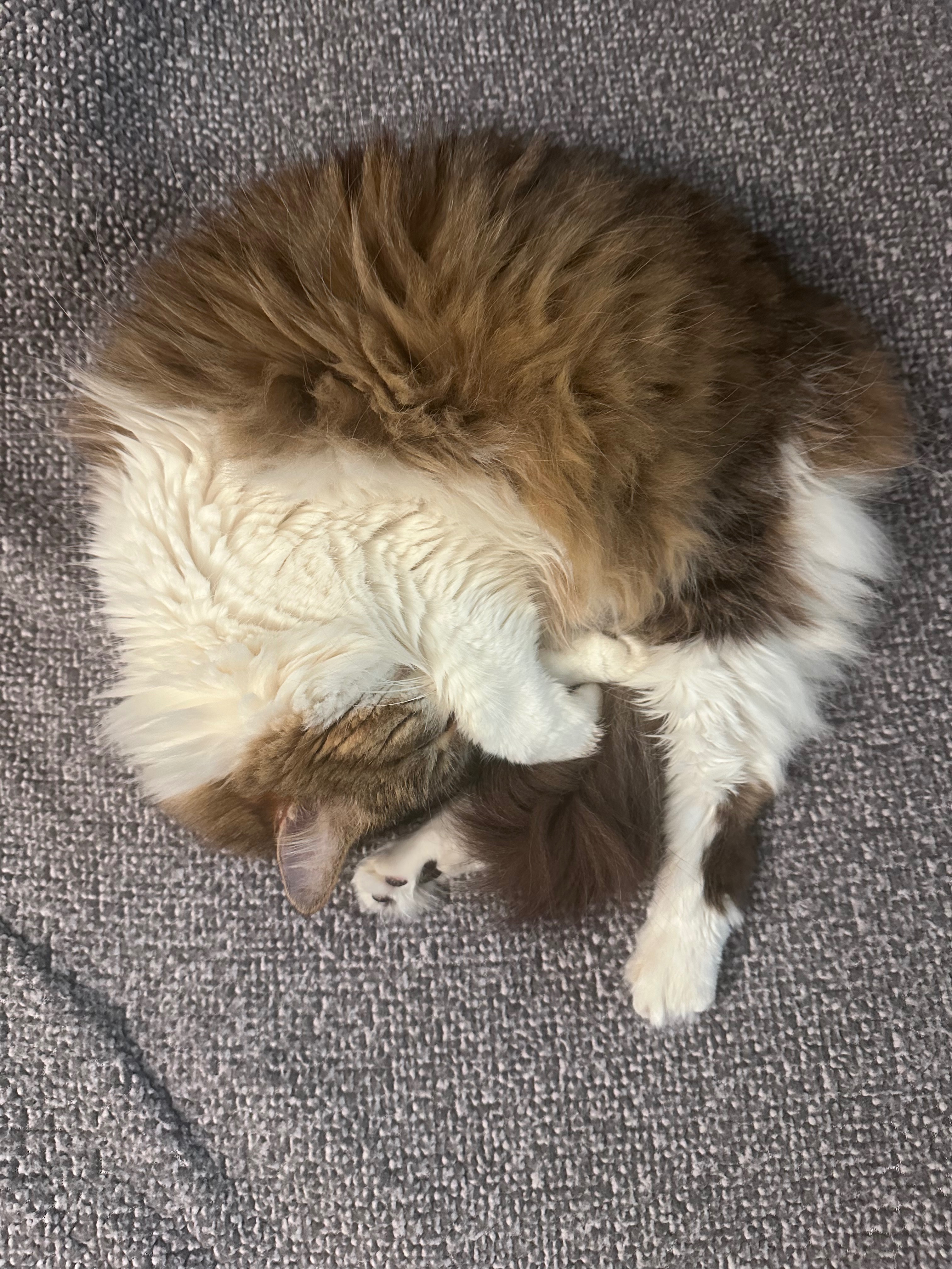 Help Smokey Live Pain-Free in His Golden Years campaign photo, 7 of 8