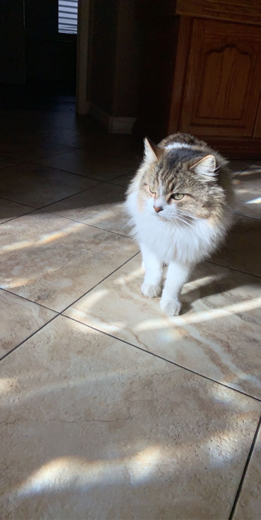 Help Smokey Live Pain-Free in His Golden Years campaign photo, 4 of 8