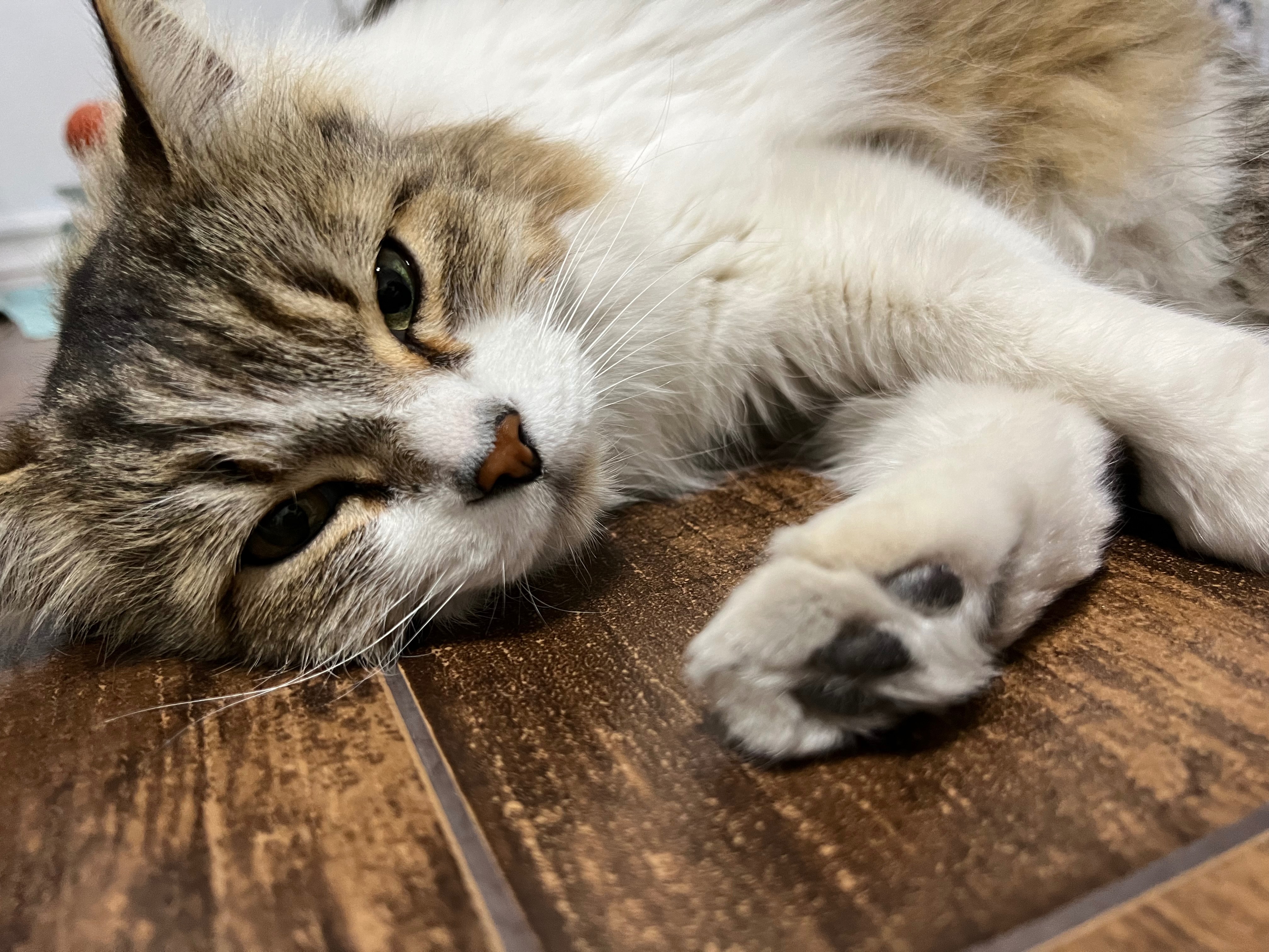 Help Smokey Live Pain-Free in His Golden Years campaign photo, 6 of 8