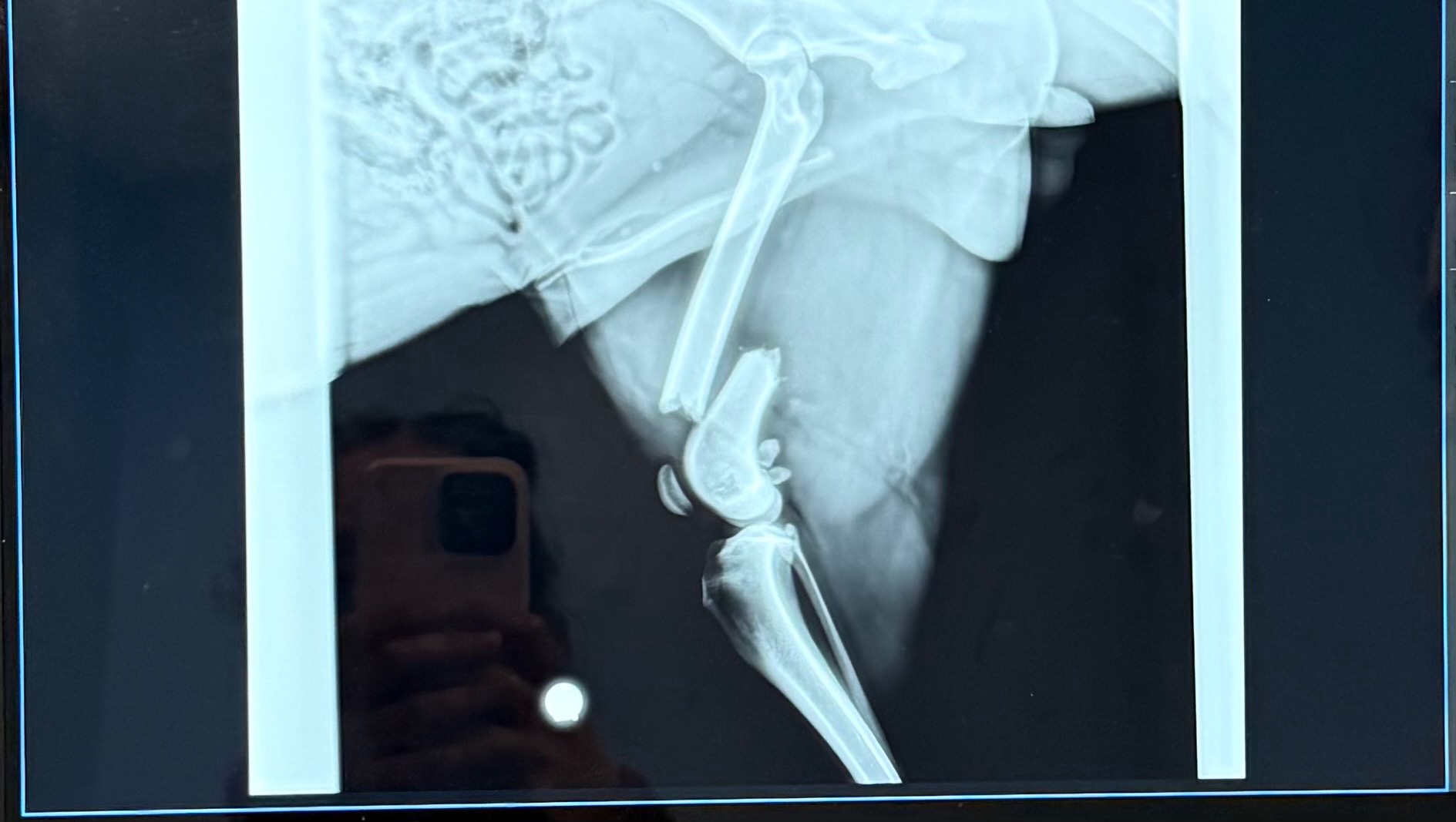 Help Lucky Get Surgery to Save His Leg campaign photo, 7 of 8