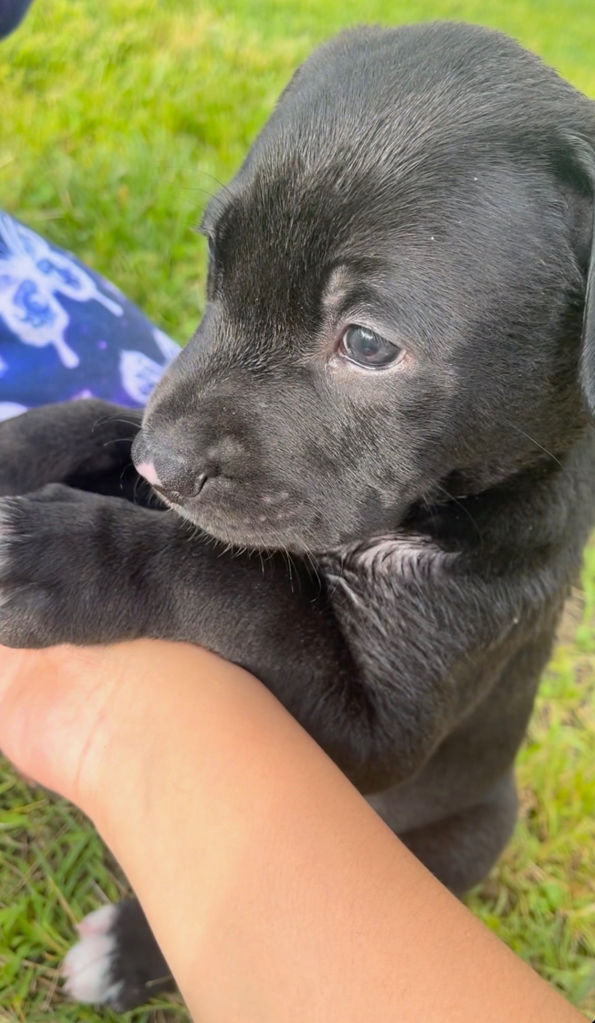 Help Lucky Get Surgery to Save His Leg campaign photo, 2 of 8