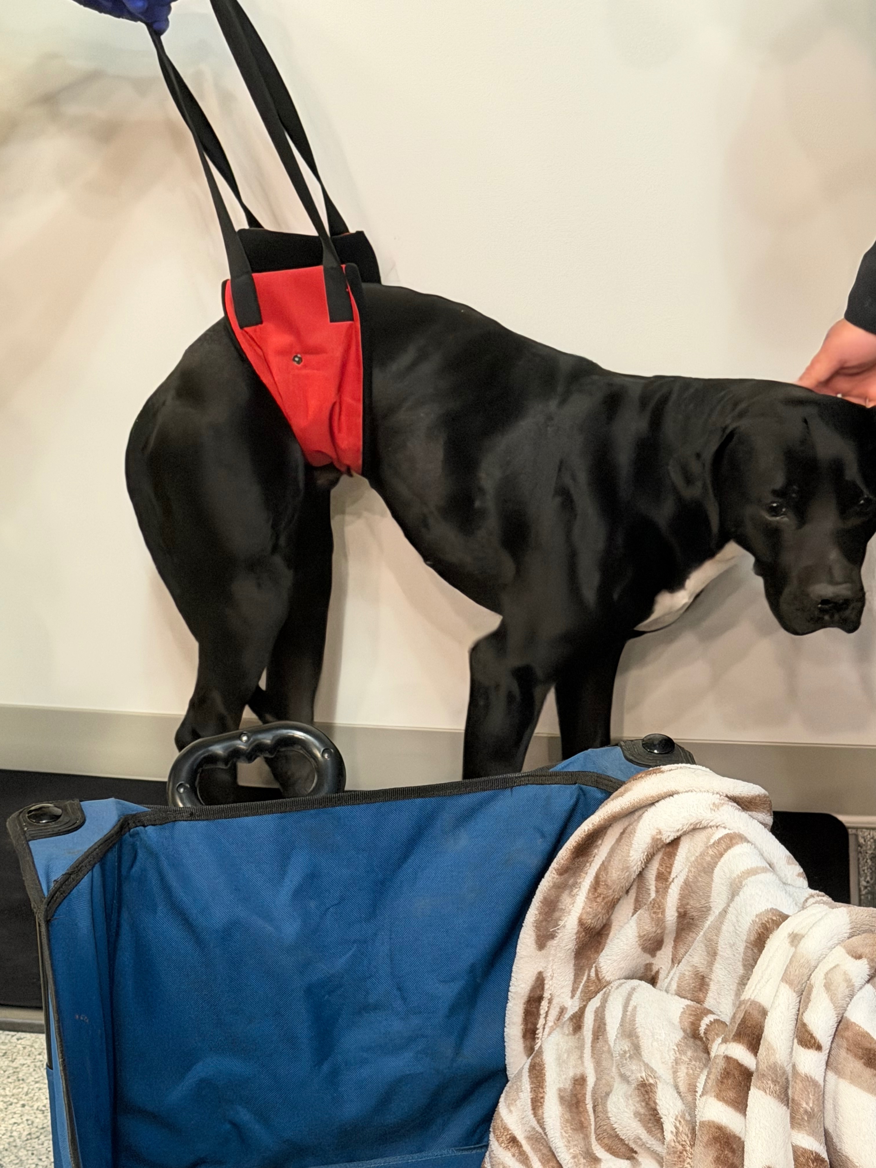 Help Lucky Get Surgery to Save His Leg campaign photo, 4 of 8