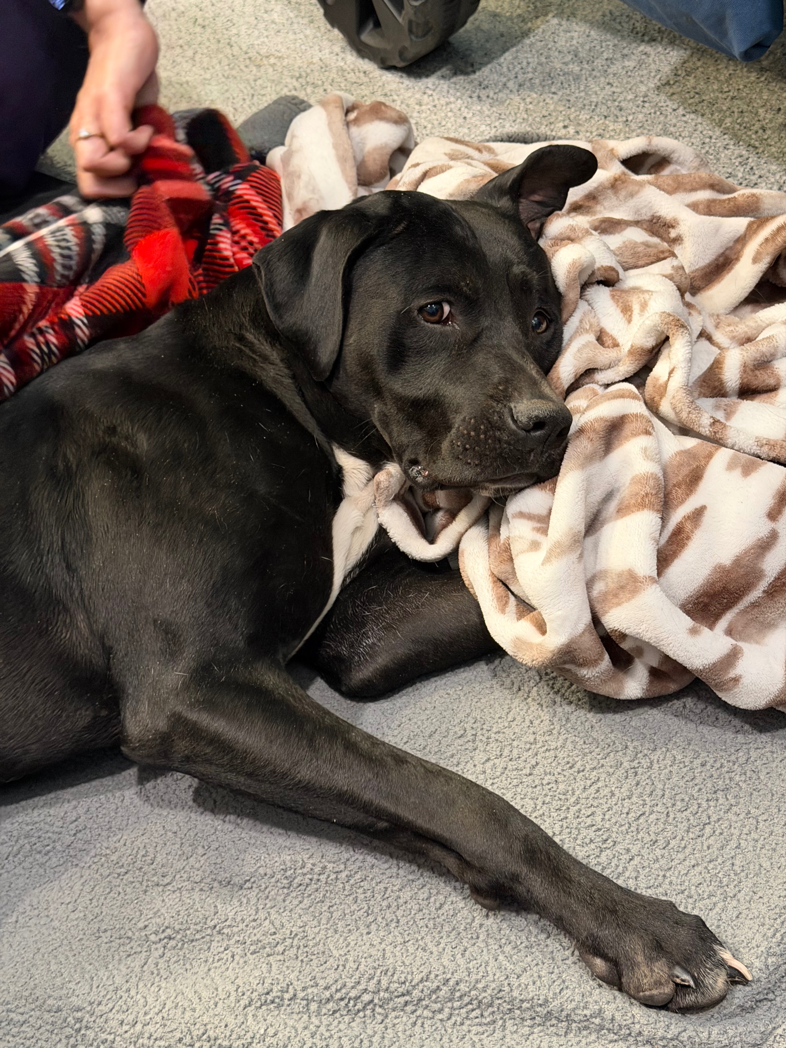 Help Lucky Get Surgery to Save His Leg campaign photo, 5 of 8
