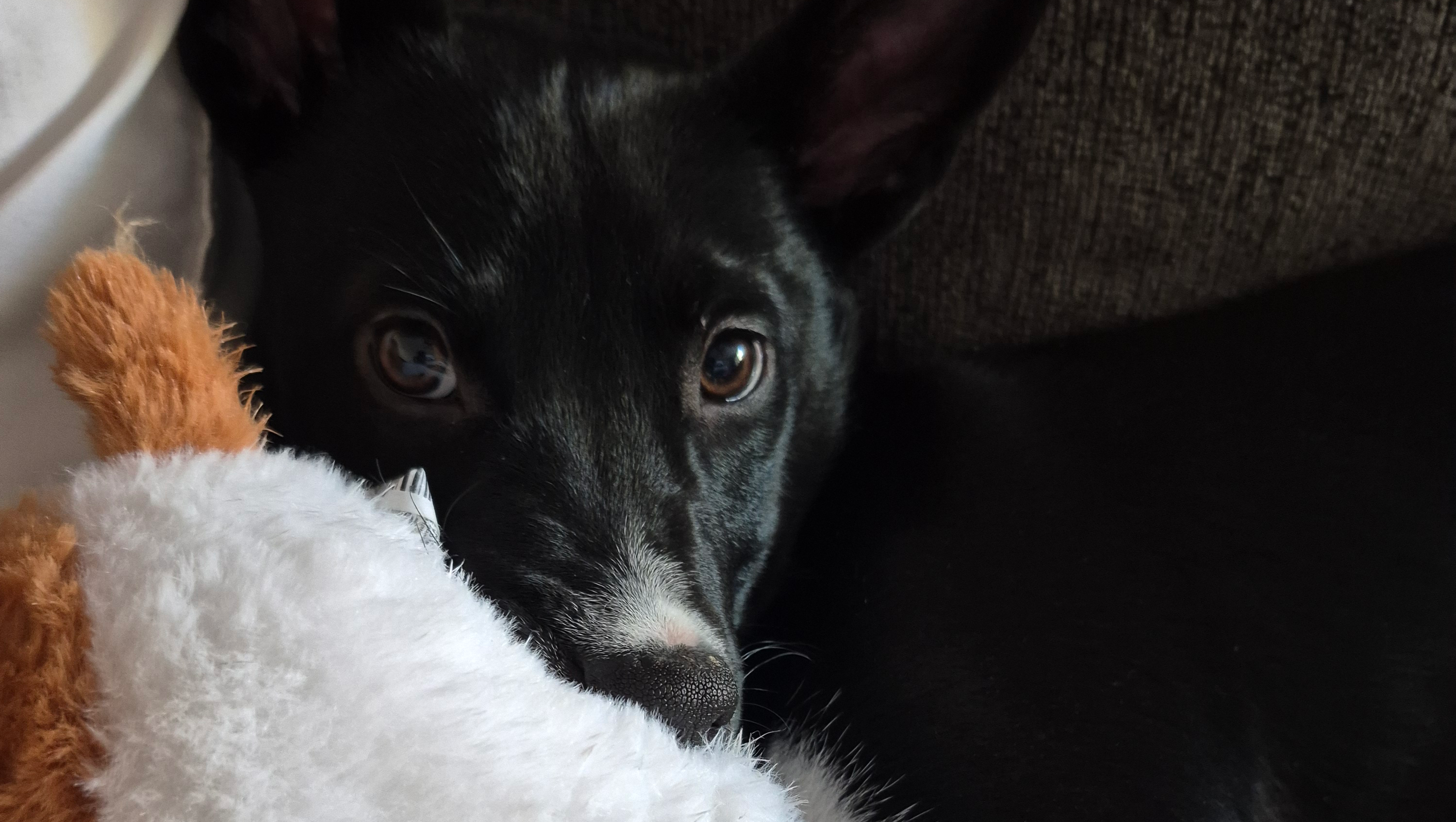 Keep Jade Healthy and Happy with Your Help photo
