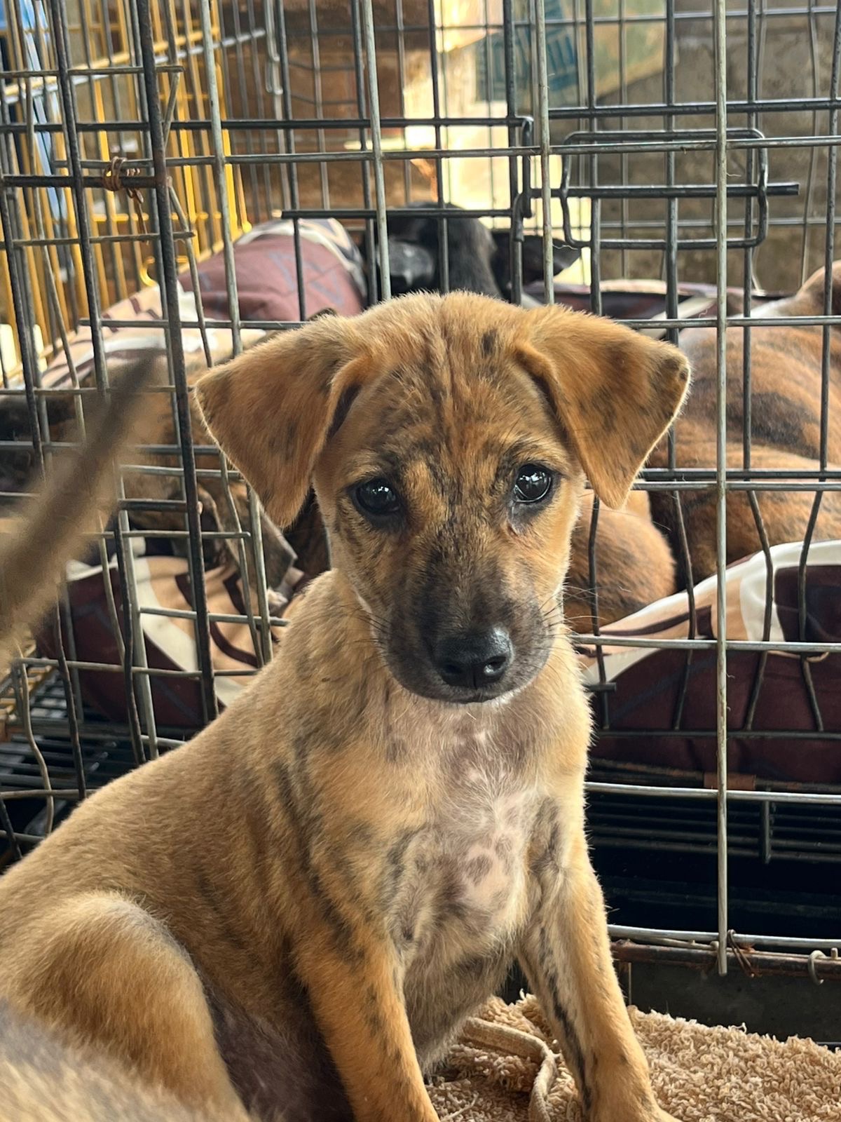 Help Feed 450 Rescue Dogs at Aseman Dog Shelter Bali campaign photo, 2 of 8