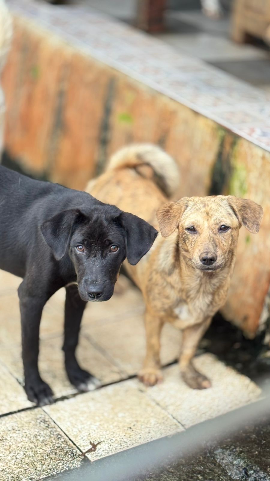 Help Feed 450 Rescue Dogs at Aseman Dog Shelter Bali campaign photo, 7 of 8