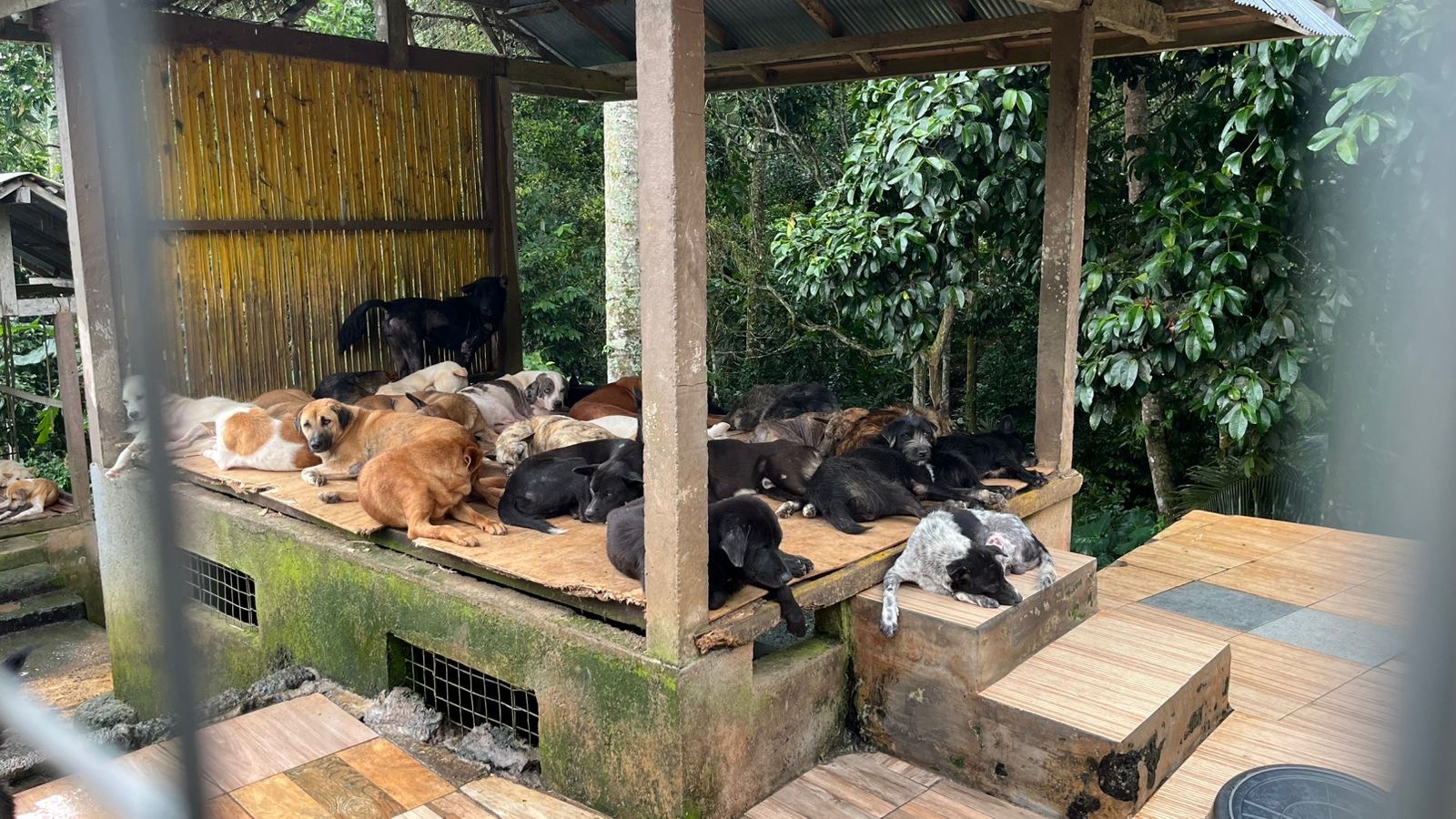 Help Feed 450 Rescue Dogs at Aseman Dog Shelter Bali campaign photo, 5 of 8