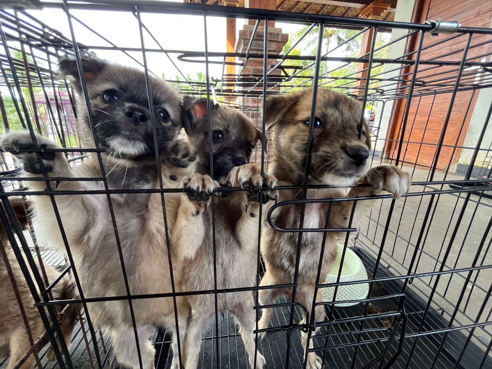 Help Feed 450 Rescue Dogs at Aseman Dog Shelter Bali campaign photo, 4 of 8
