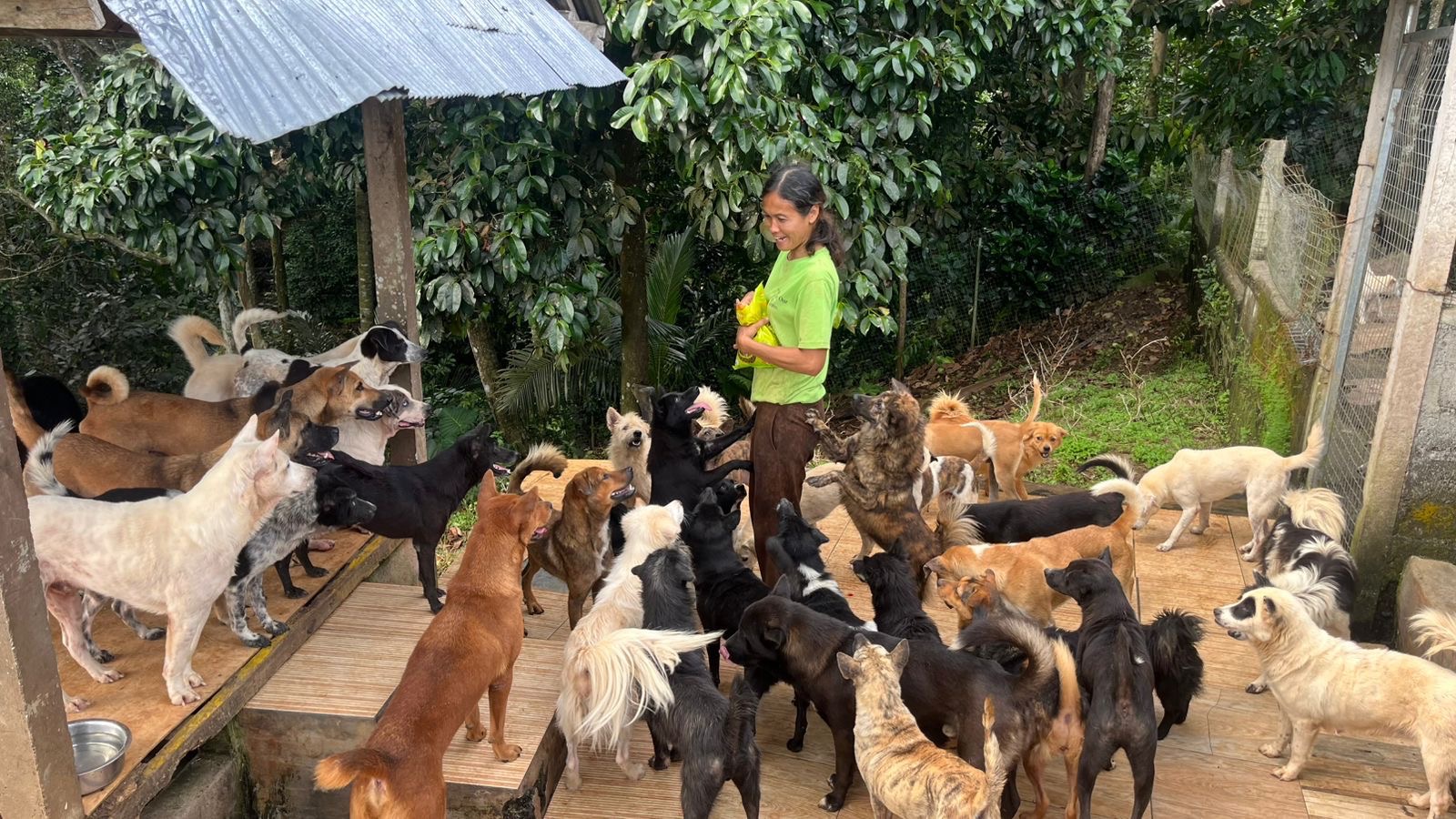 Help Feed 450 Rescue Dogs at Aseman Dog Shelter Bali campaign photo, 6 of 8