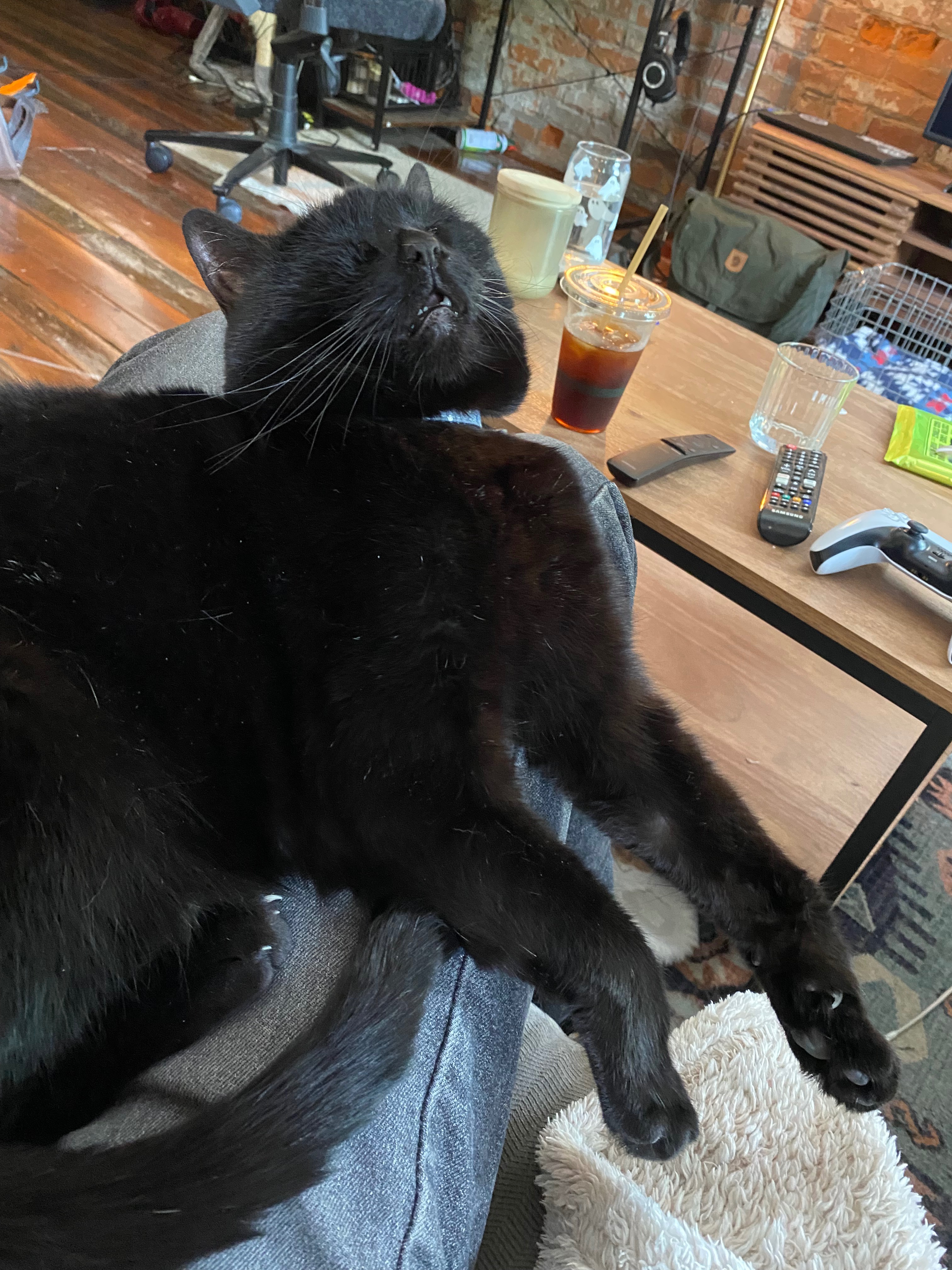 Support Milo's Healing Journey campaign photo, 2 of 6