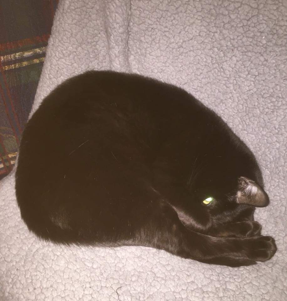 Support Milo's Healing Journey campaign photo, 5 of 6
