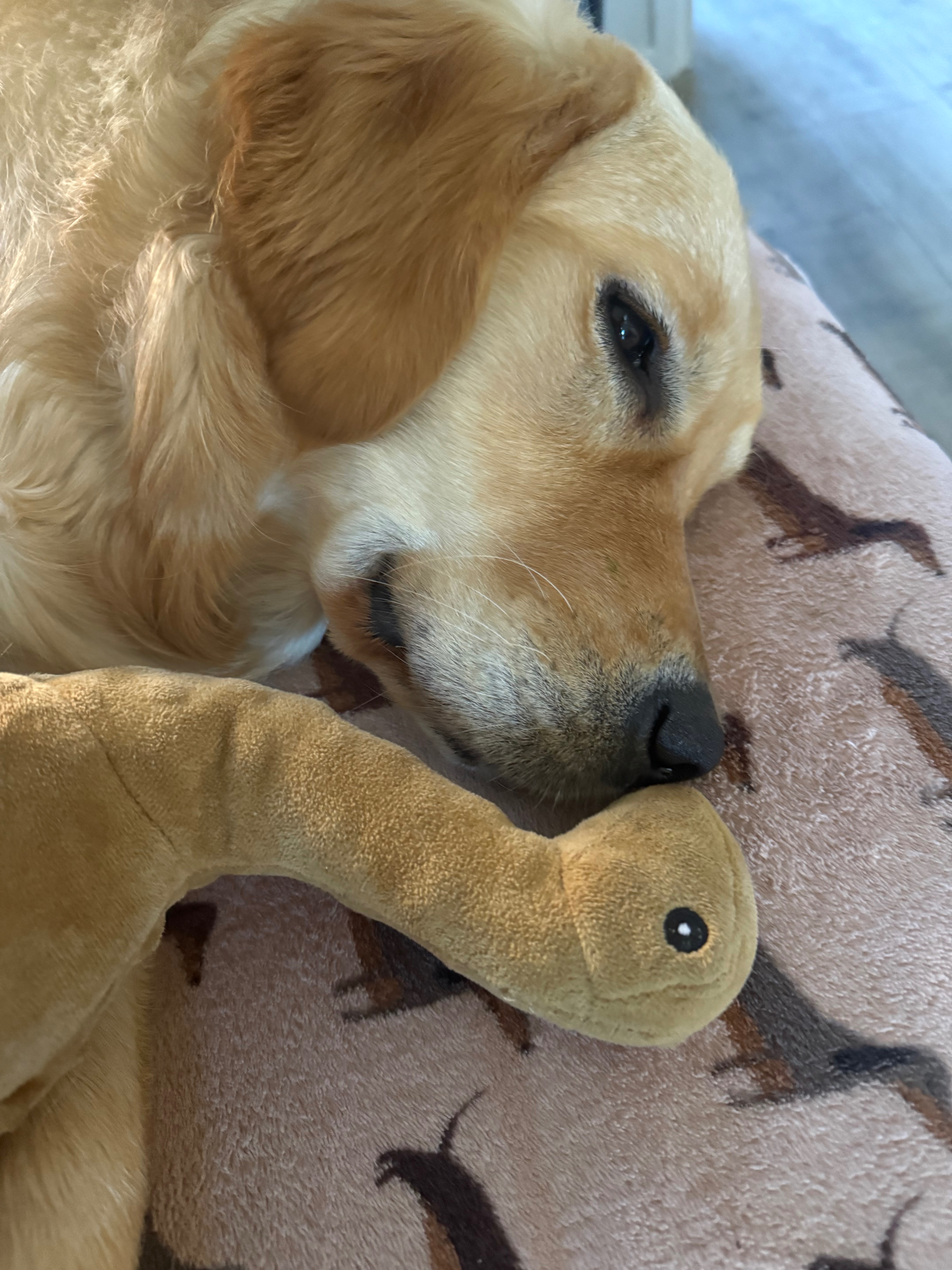 “Every step counts! Walking 1,000 miles to train Hank “ campaign photo, 5 of 8