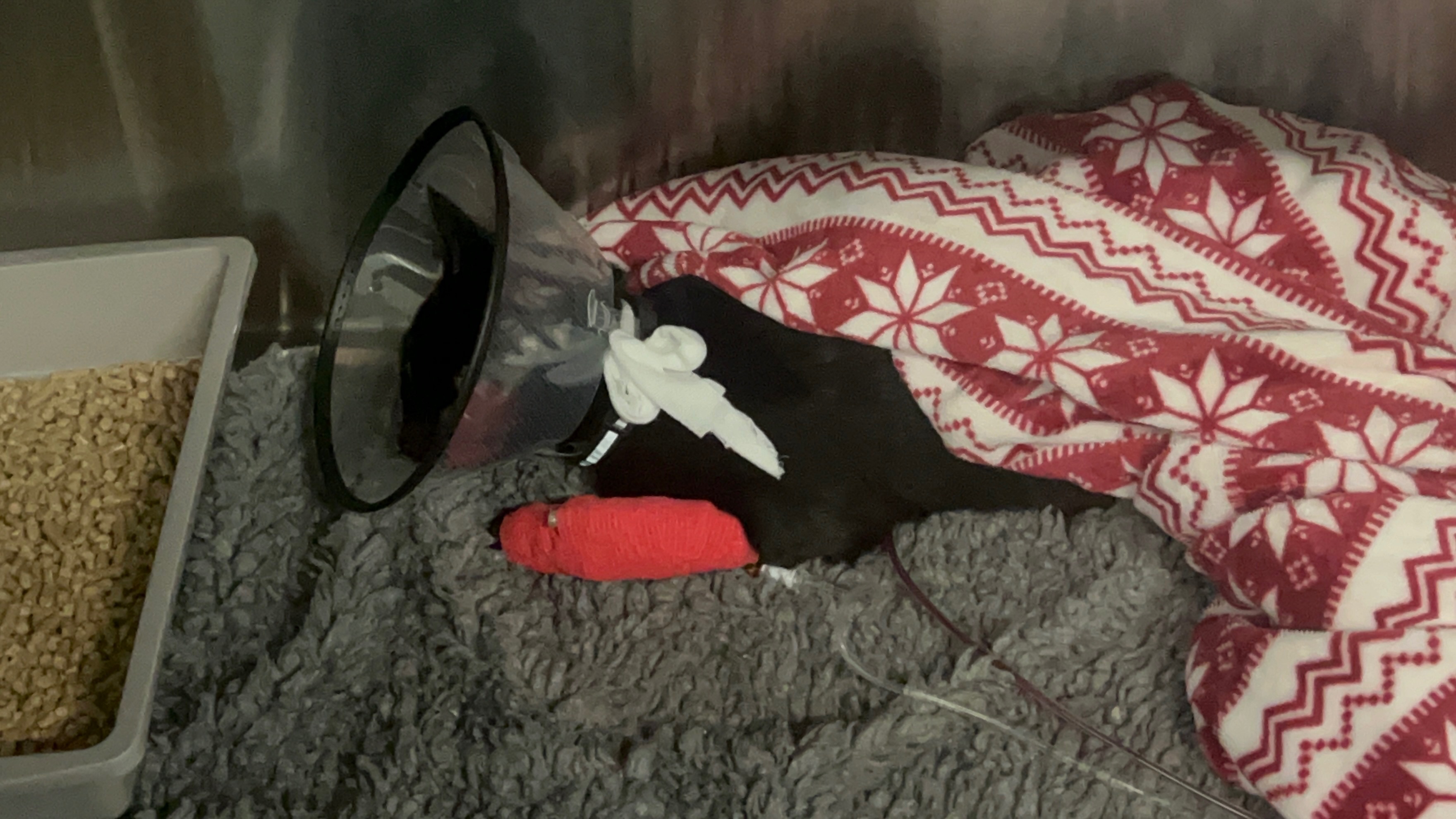 Please help Rafie get urgent treatment campaign photo, 5 of 6