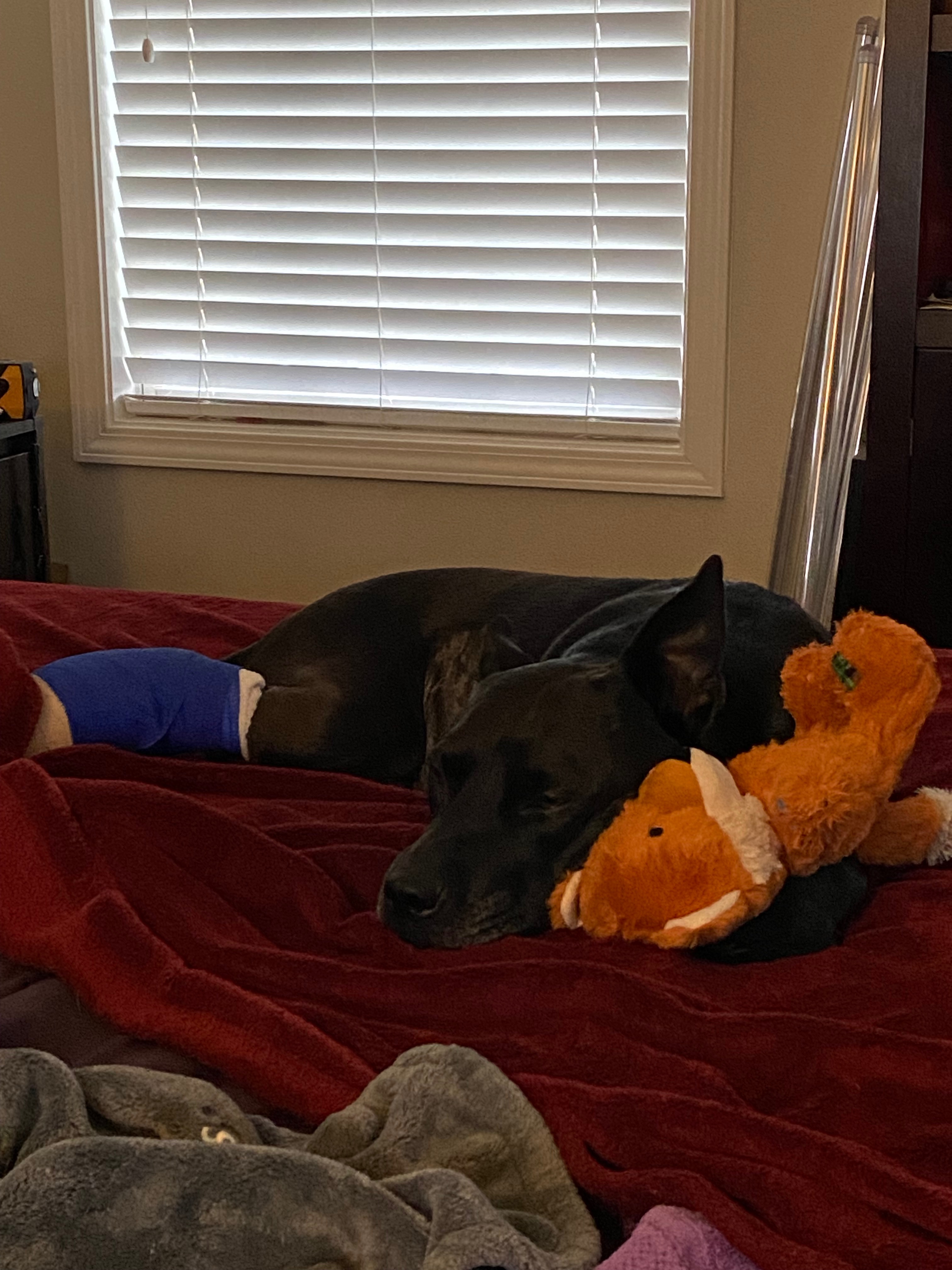 Support BeeGee’s Tripawd Transition & Cancer Journey campaign photo, 4 of 5