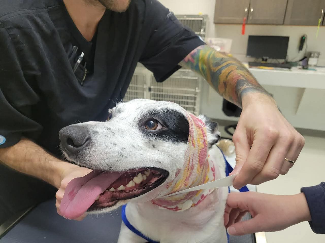 Lily’s Unexpected Surgery campaign photo, 6 of 7