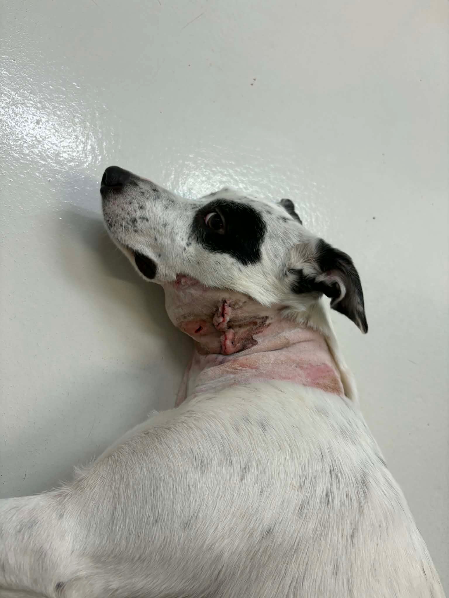 Lily’s Unexpected Surgery campaign photo, 2 of 7
