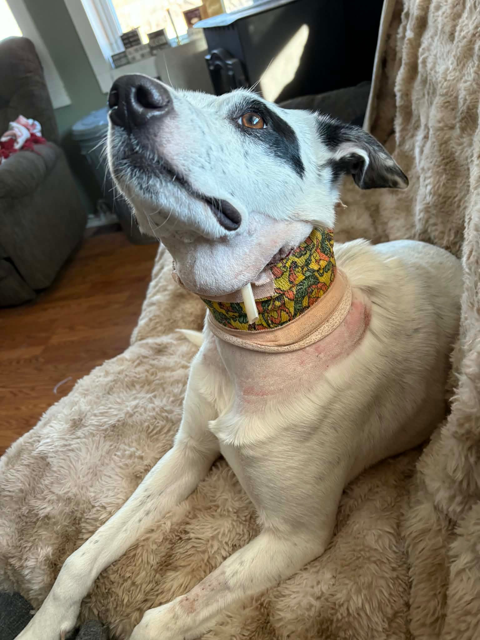 Lily’s Unexpected Surgery campaign photo, 4 of 7