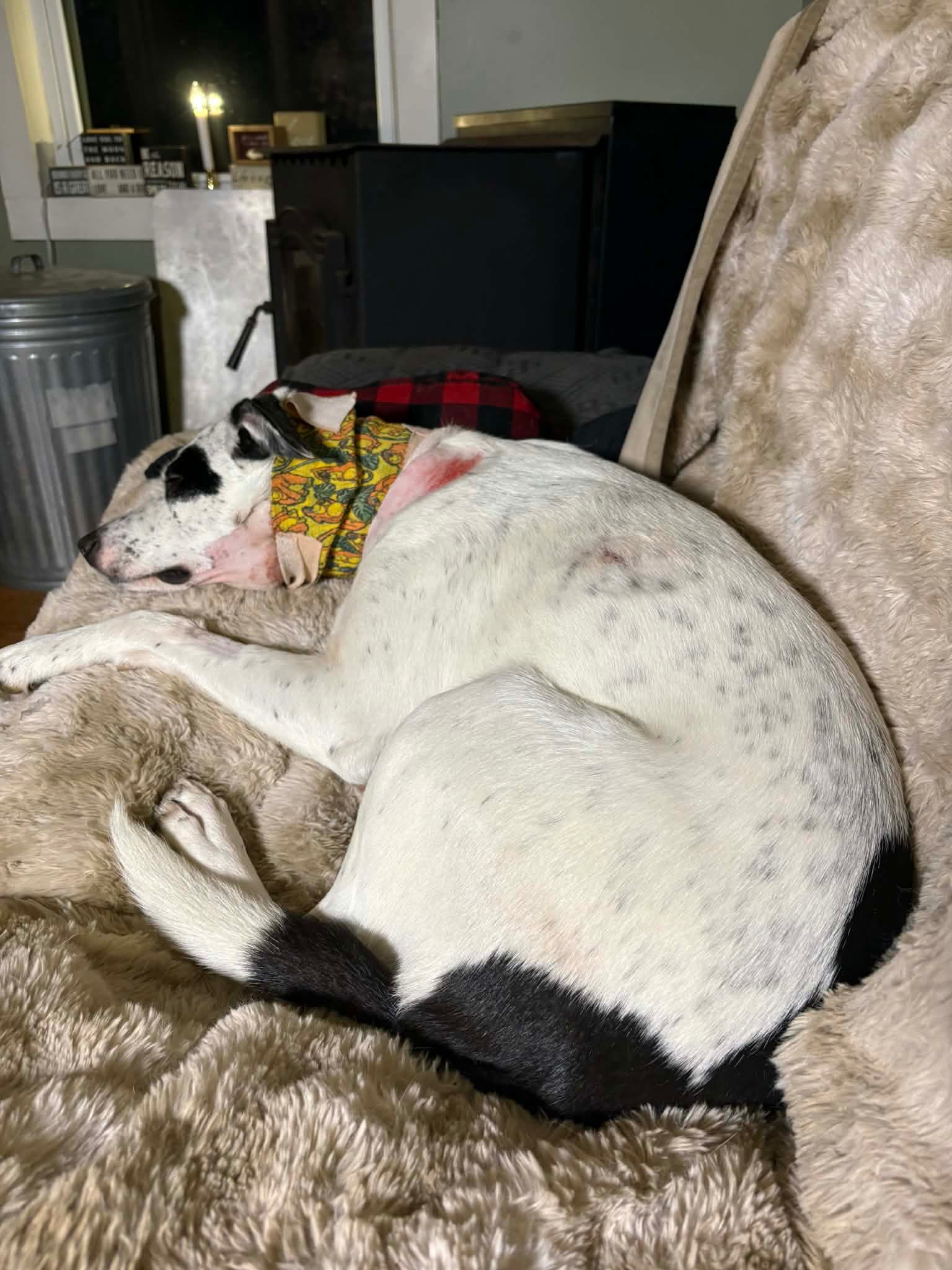Lily’s Unexpected Surgery campaign photo, 5 of 7