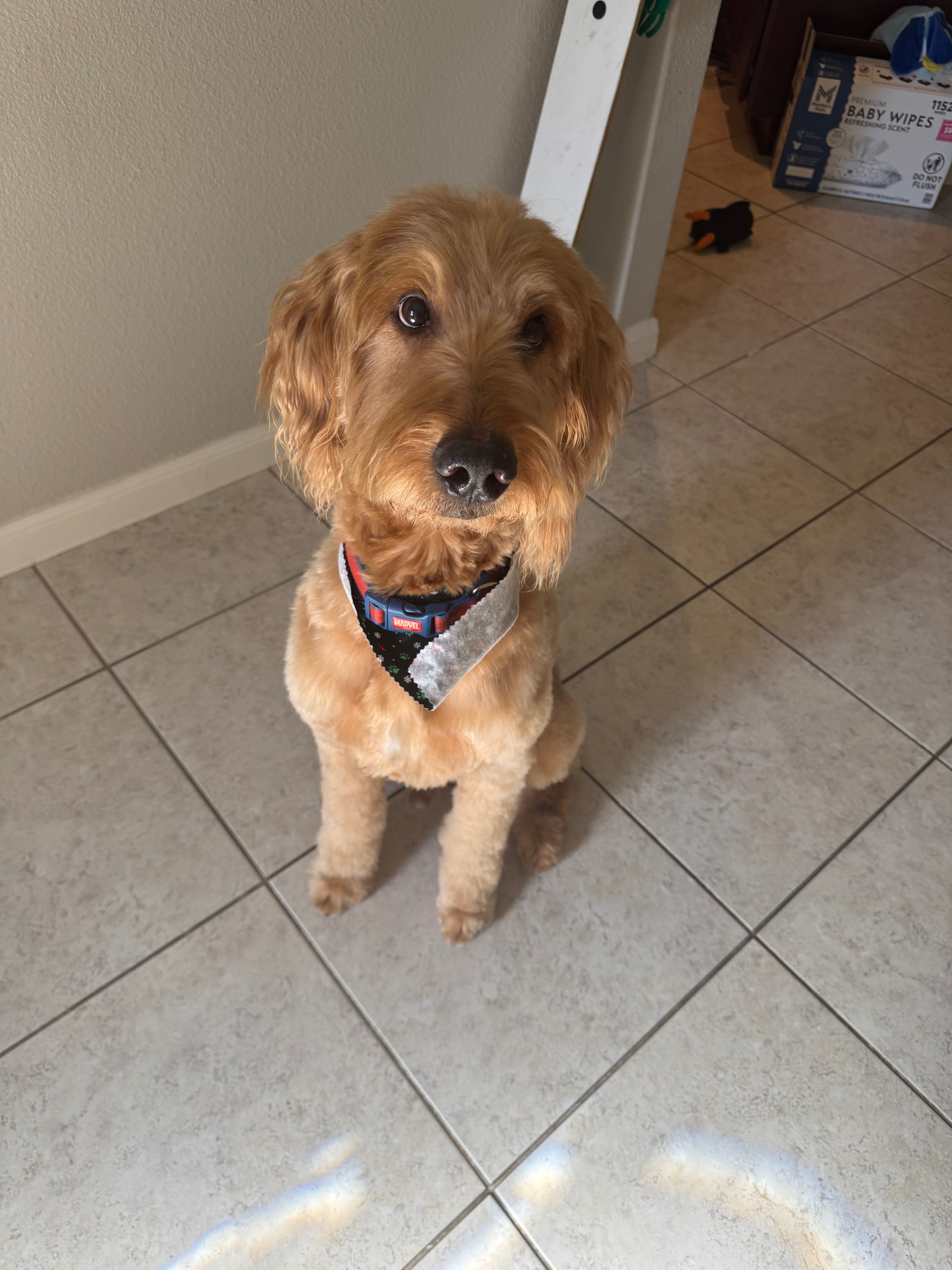 Help Simba Recover from Pneumonia campaign photo, 2 of 4