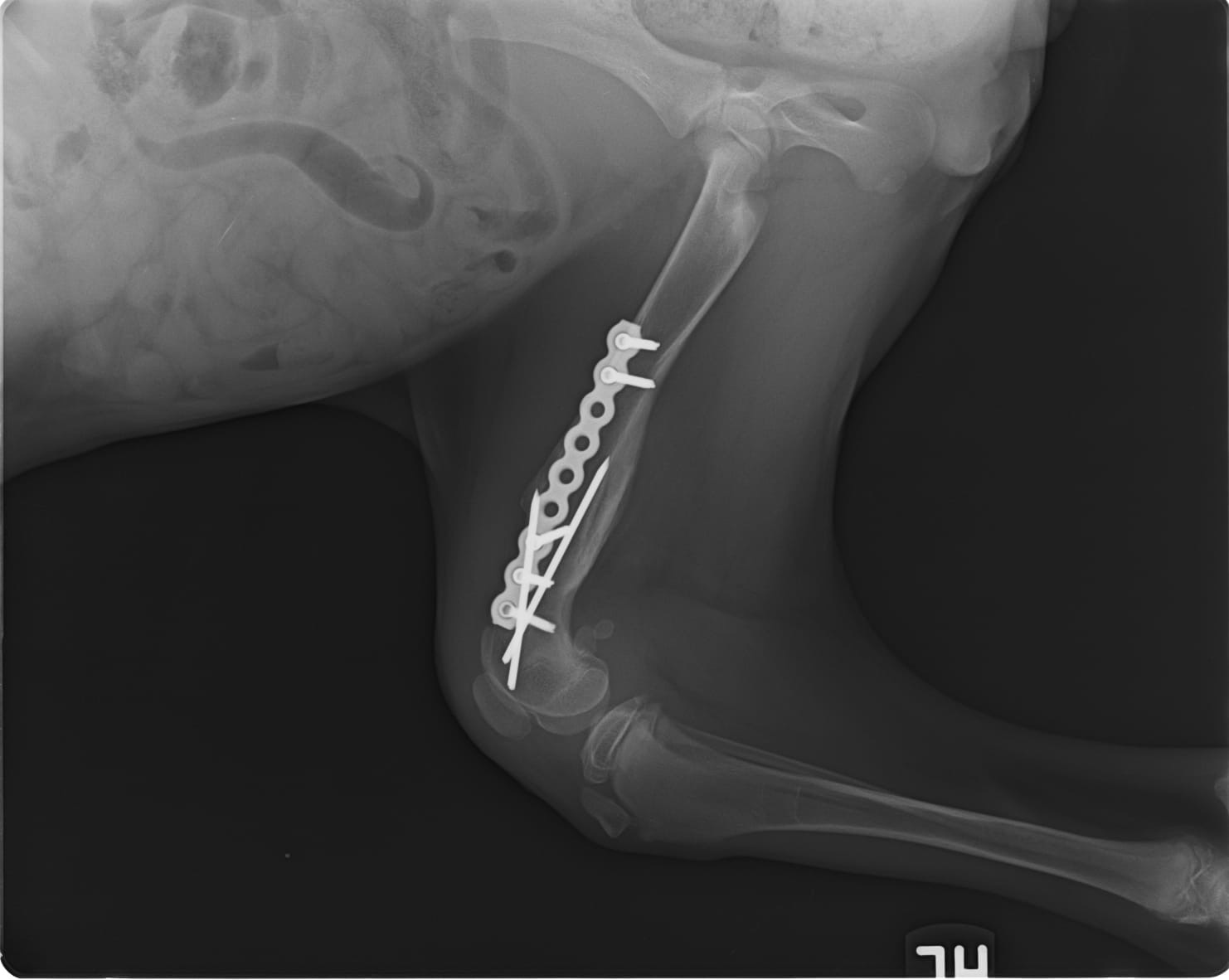 Hilfe für Kessy – Dringende OP nach schwerer Patellaluxation campaign photo, 4 of 8
