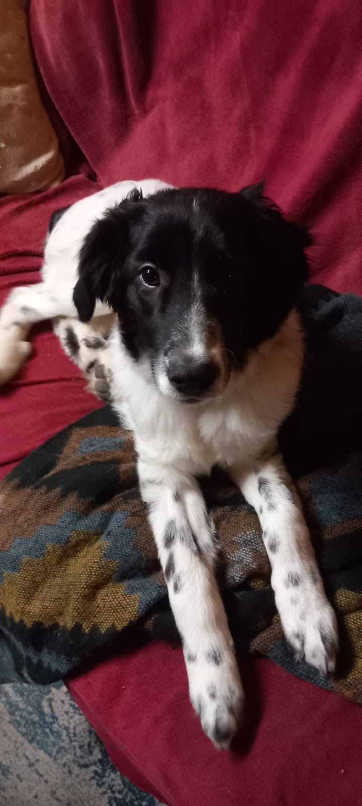 Hilfe für Kessy – Dringende OP nach schwerer Patellaluxation campaign photo, 6 of 8