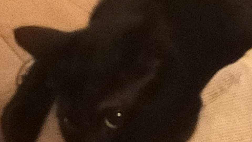 Loved Skyla was hit by a car and needs surgery. photo