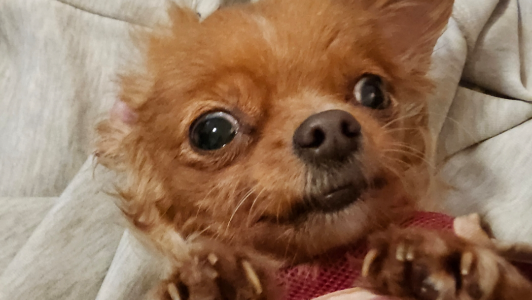 One of Gods Angels was abused terribly & needs your help! photo