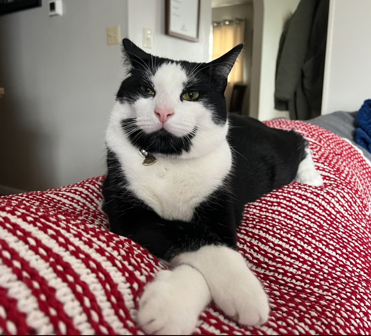 Help Moo Get Emergency Vet Care campaign photo, 6 of 7