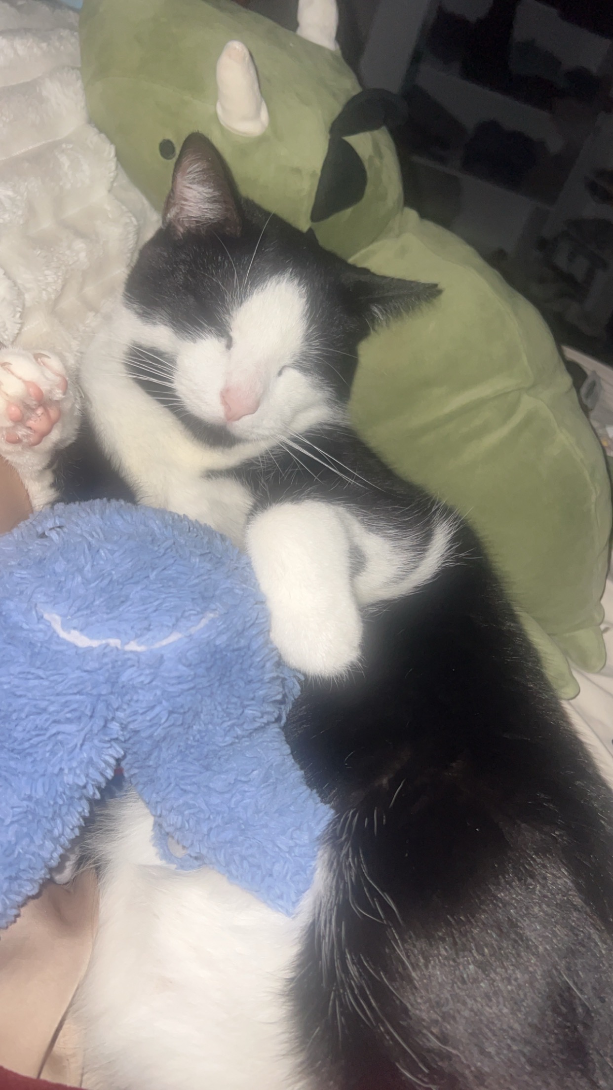 Help Moo Get Emergency Vet Care campaign photo, 2 of 7