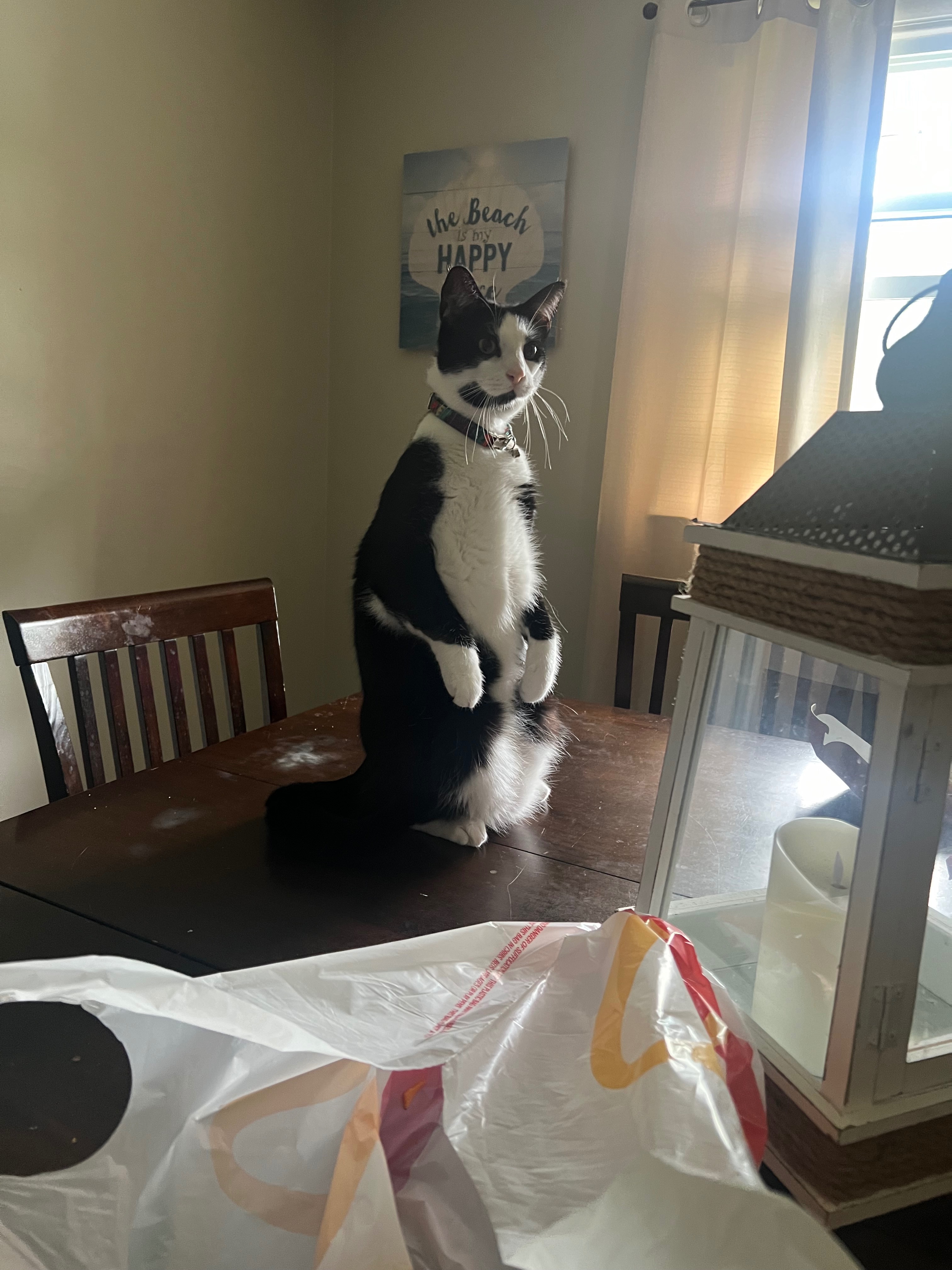 Help Moo Get Emergency Vet Care campaign photo, 4 of 7