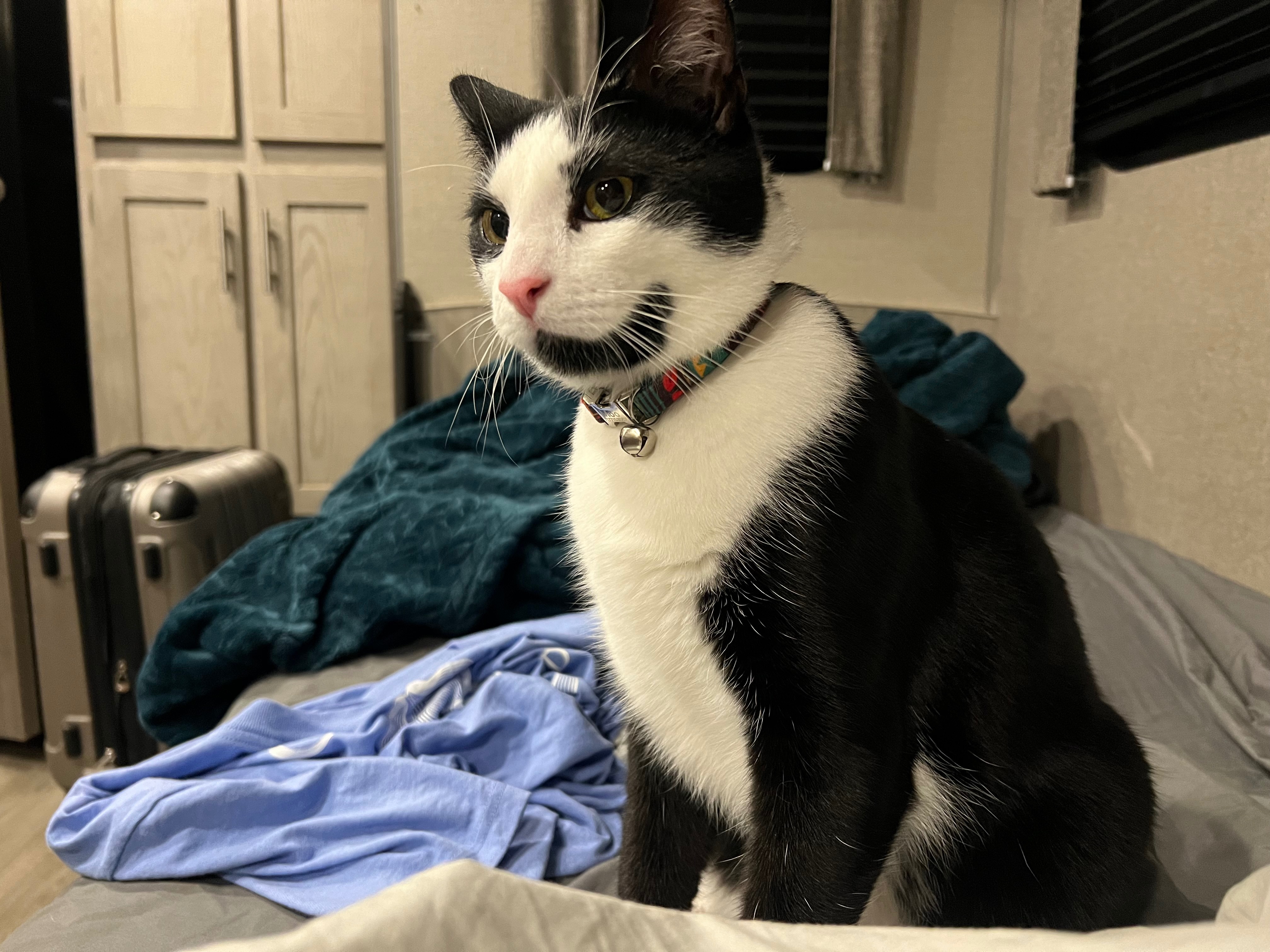 Help Moo Get Emergency Vet Care campaign photo, 5 of 7