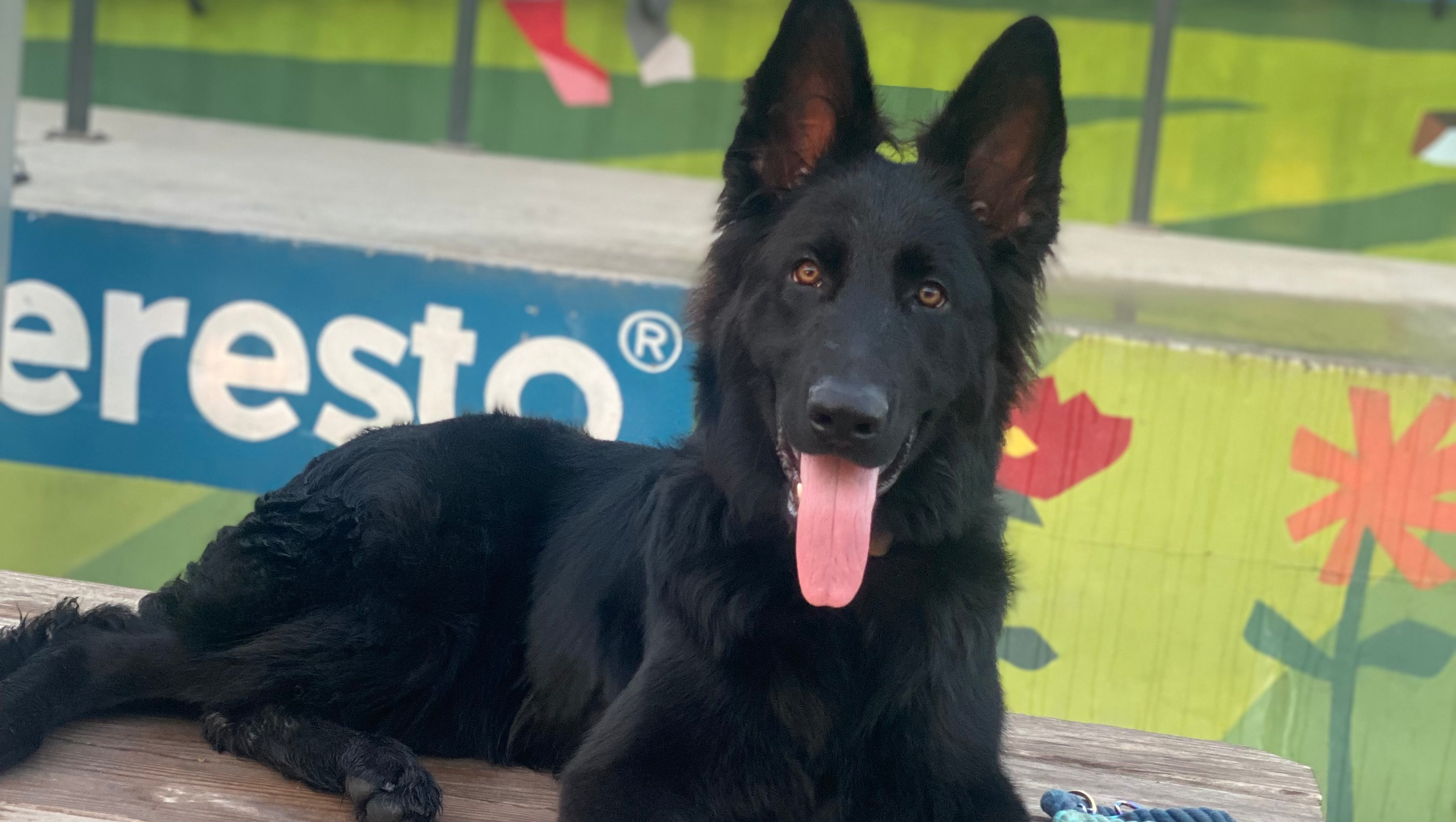 Support Kodi’s Fight for Health and Healing photo