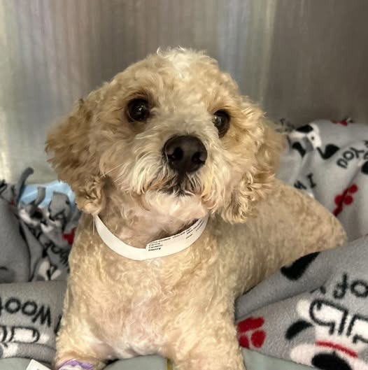 Henry Needs Spinal Surgery after Surviving a House Fire campaign photo, 2 of 5