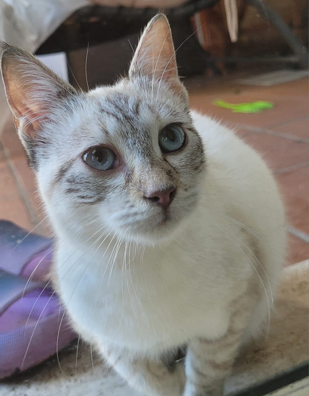 Aiutiamo Bella la gattina dagli occhi azzurri campaign photo, 2 of 4