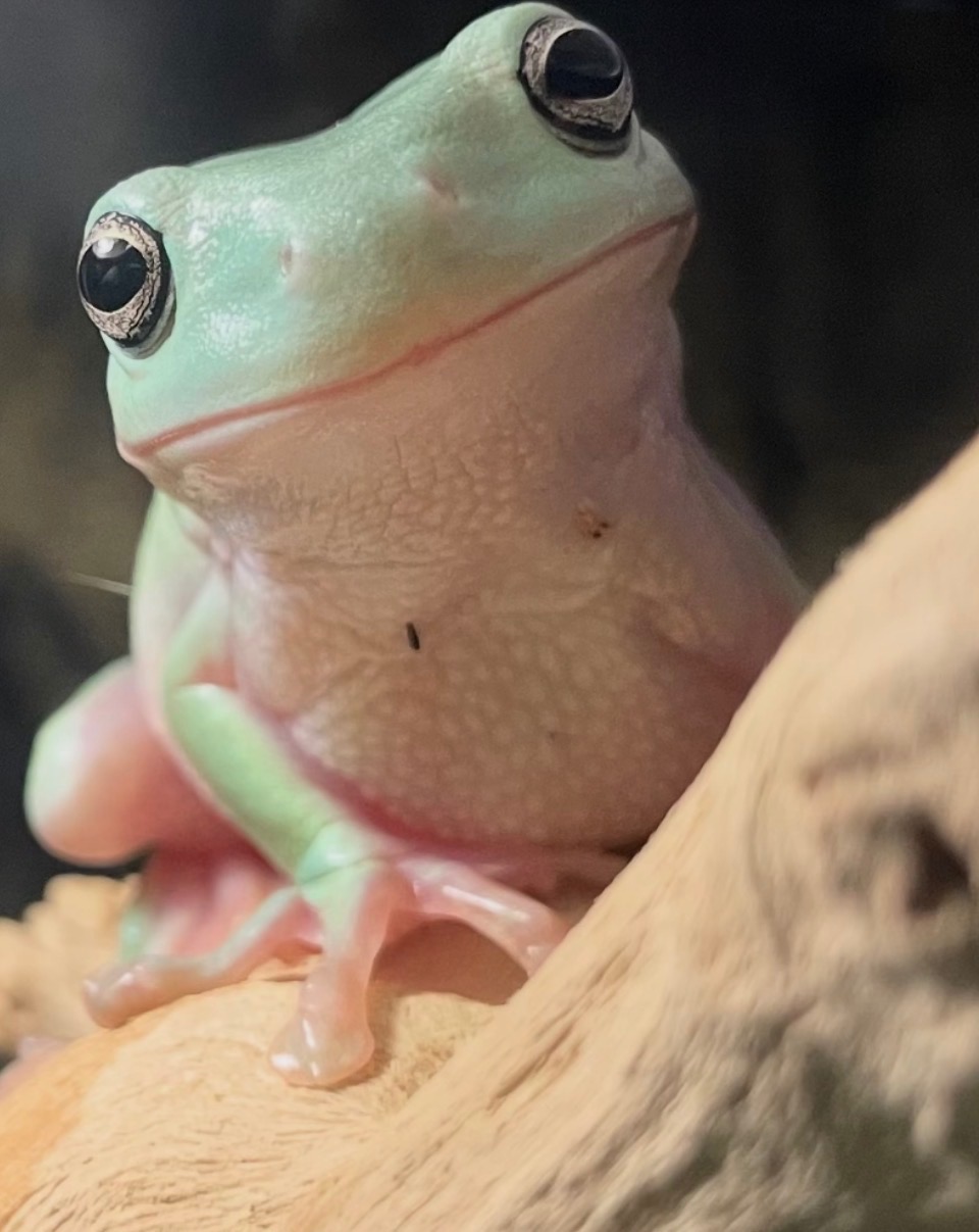 Help Zucchini the Frog Get the Right Treatment campaign photo, 6 of 7
