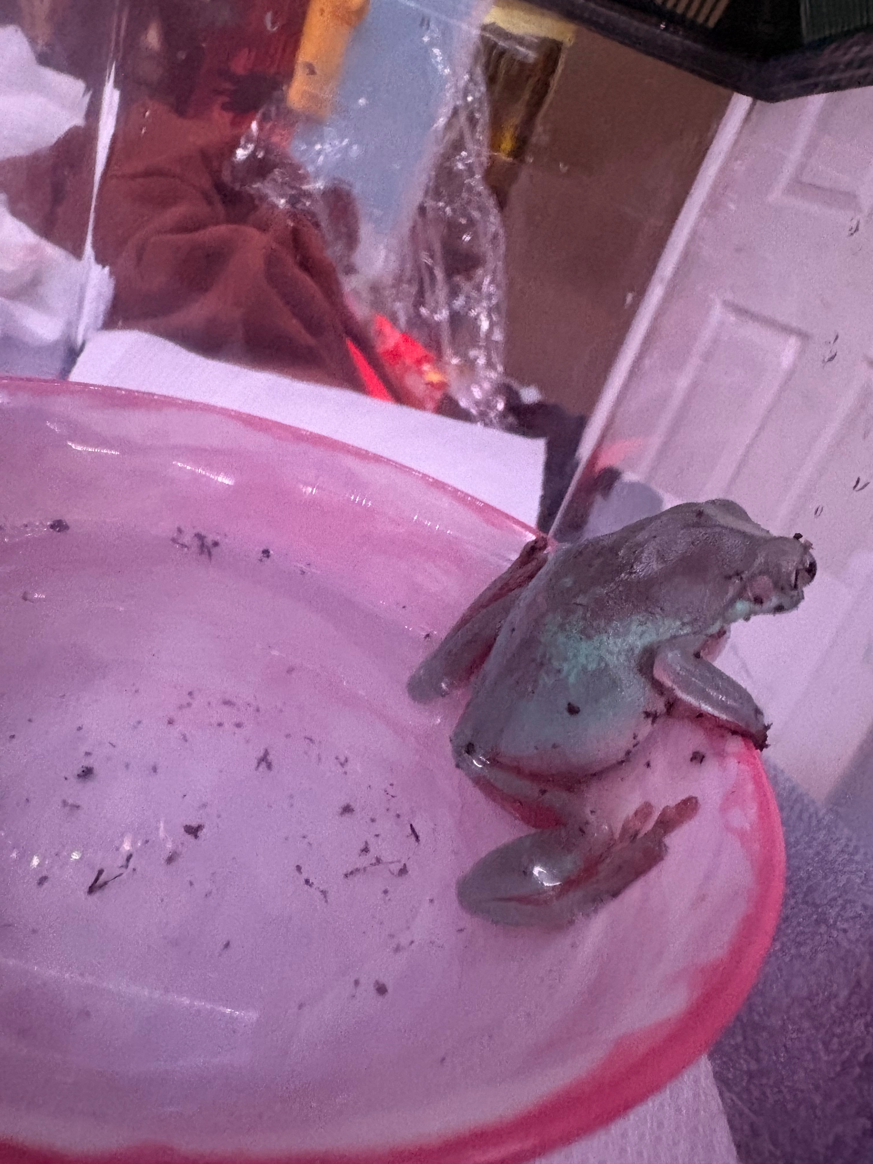 Help Zucchini the Frog Get the Right Treatment campaign photo, 5 of 7