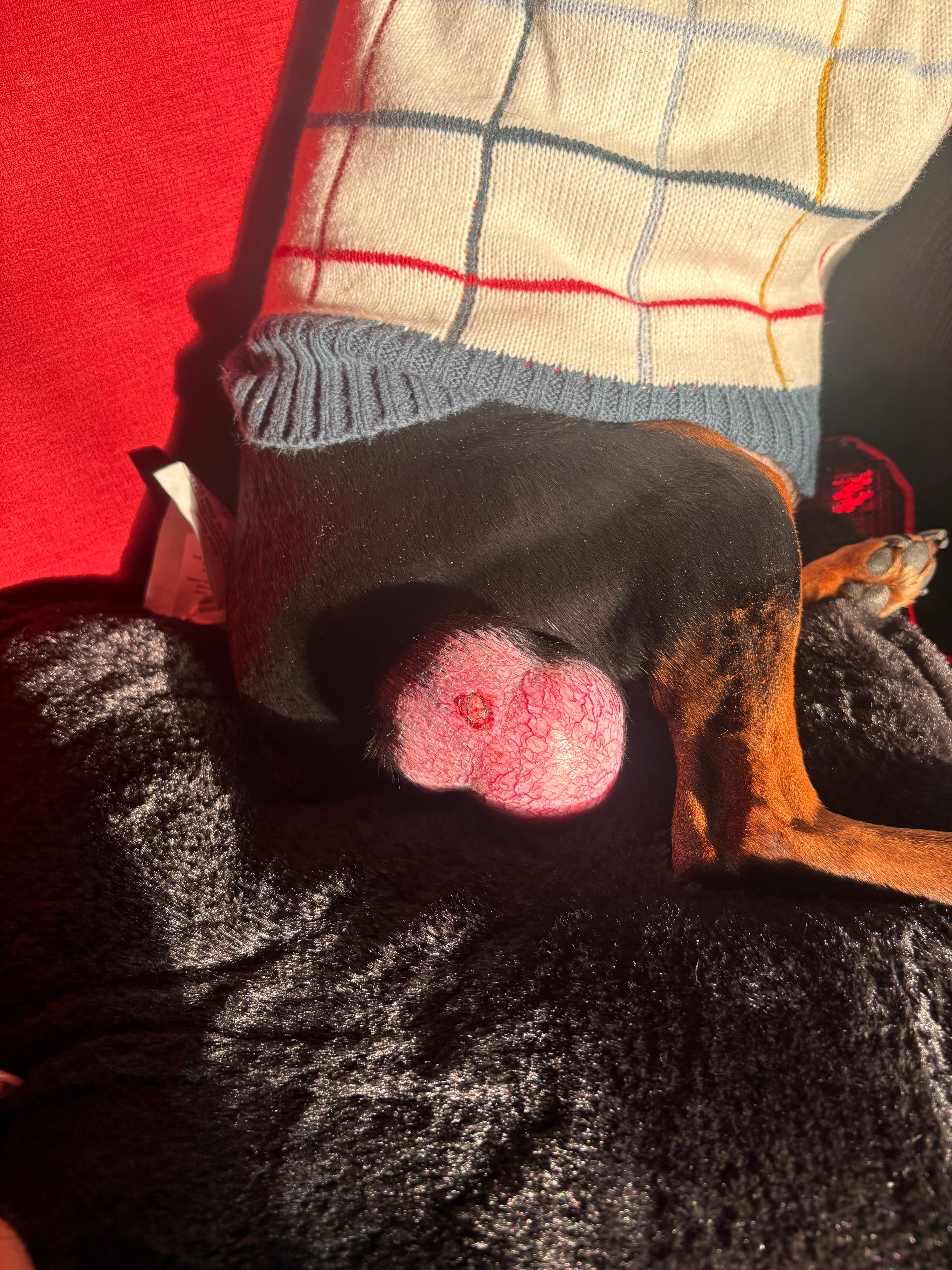 Help Tazer Get Life-Saving Surgery campaign photo, 4 of 8
