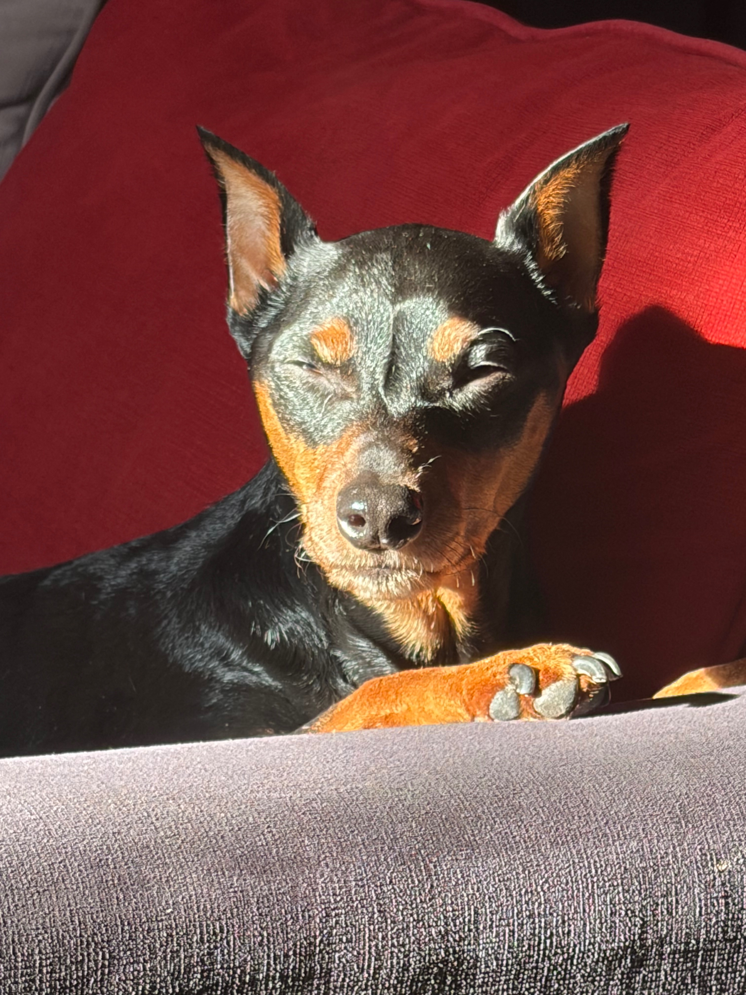 Help Tazer Get Life-Saving Surgery campaign photo, 5 of 8