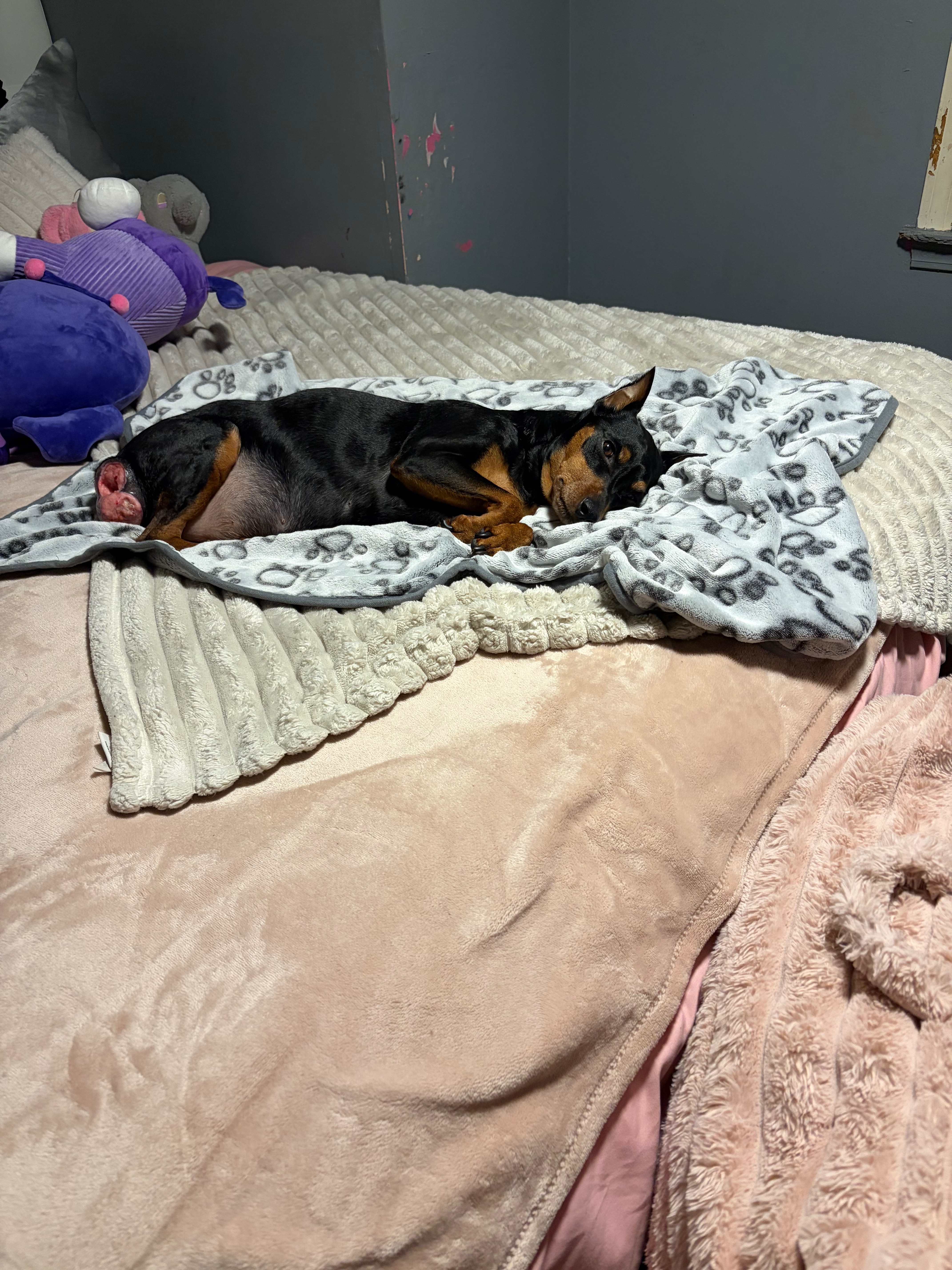 Help Tazer Get Life-Saving Surgery campaign photo, 6 of 8