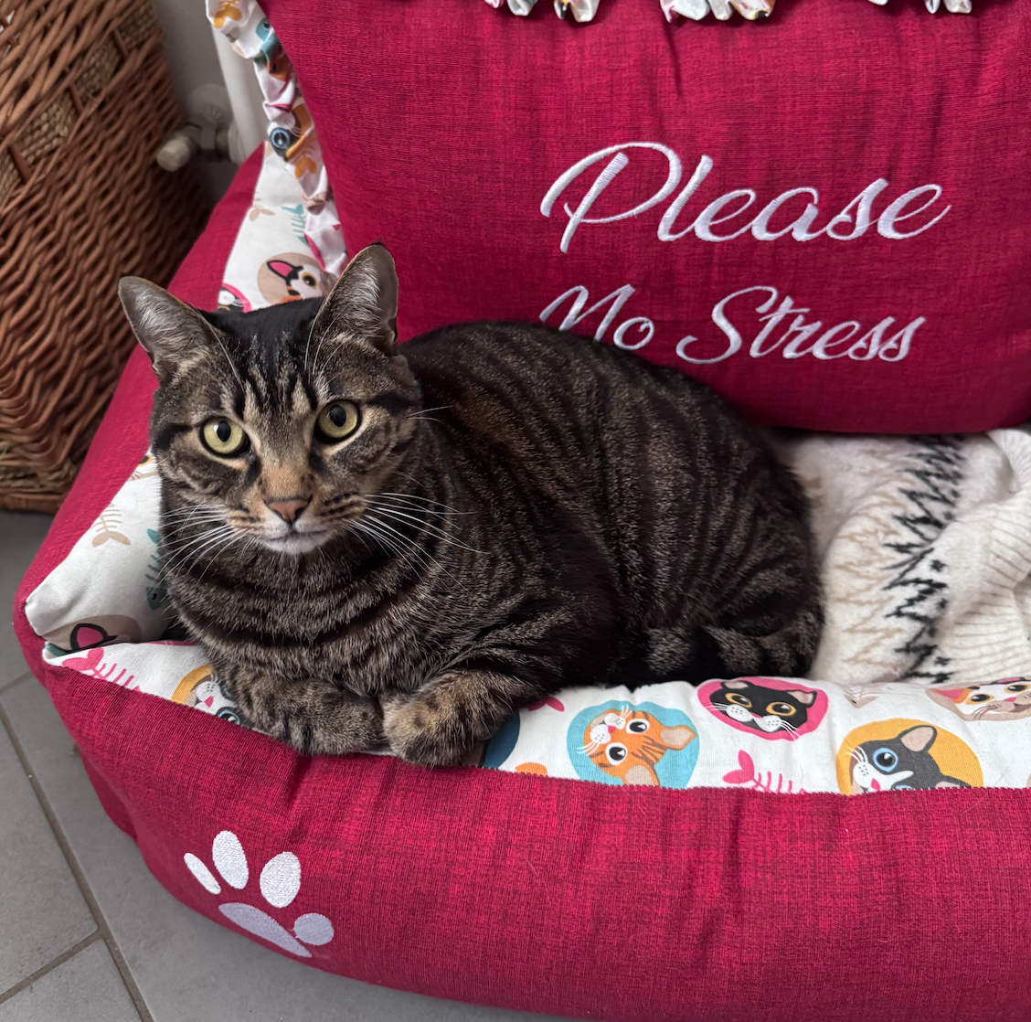 Aiutami a salvare Mel! Help me pay for Mel's Intensive care campaign photo, 2 of 8