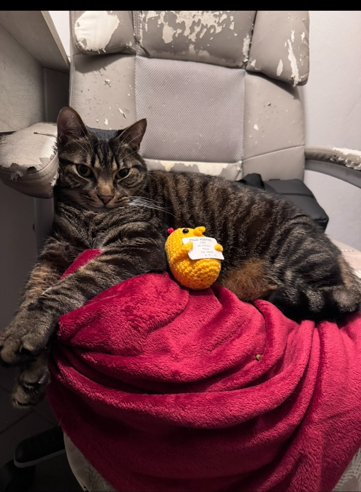 Aiutami a salvare Mel! Help me pay for Mel's Intensive care campaign photo, 4 of 8