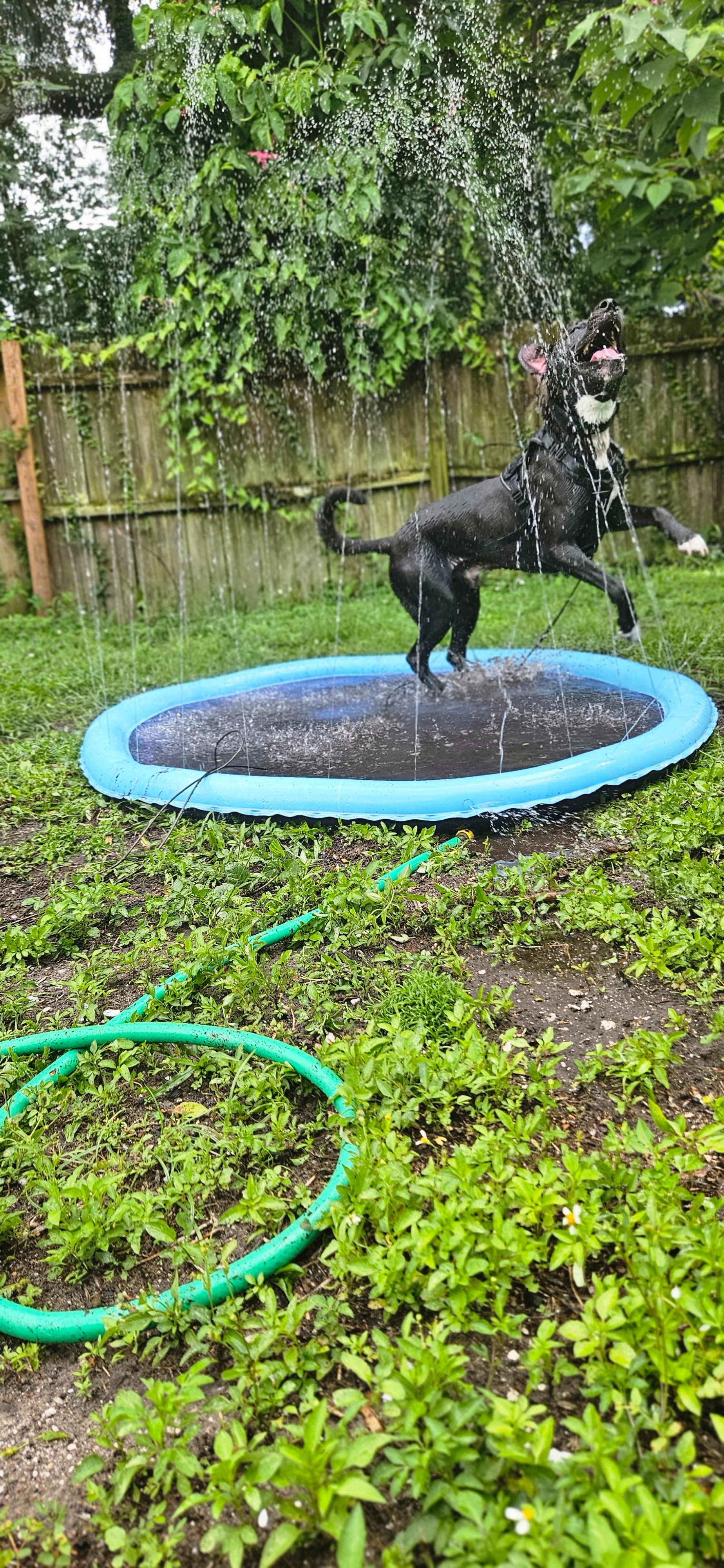 Help Silas Get the Biopsy He Needs campaign photo, 2 of 6