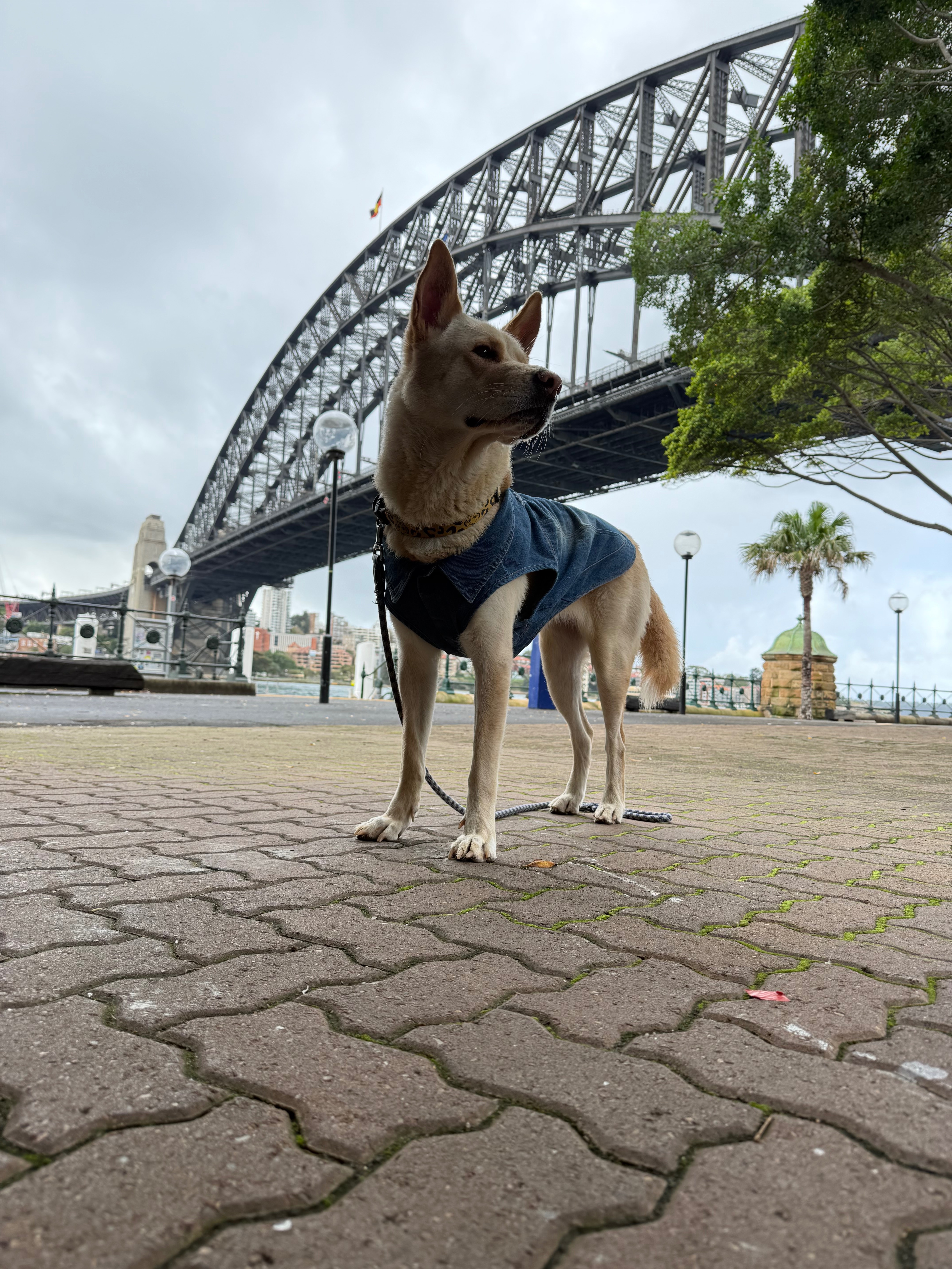 Nala needs us campaign photo, 4 of 7