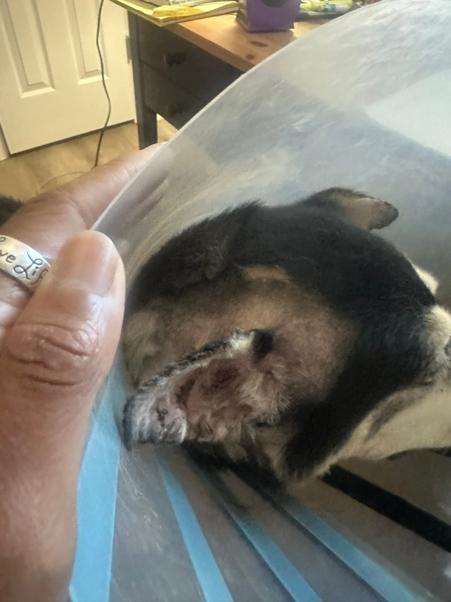 Help Latoya and Her Pup After the Dog Attack campaign photo, 2 of 4