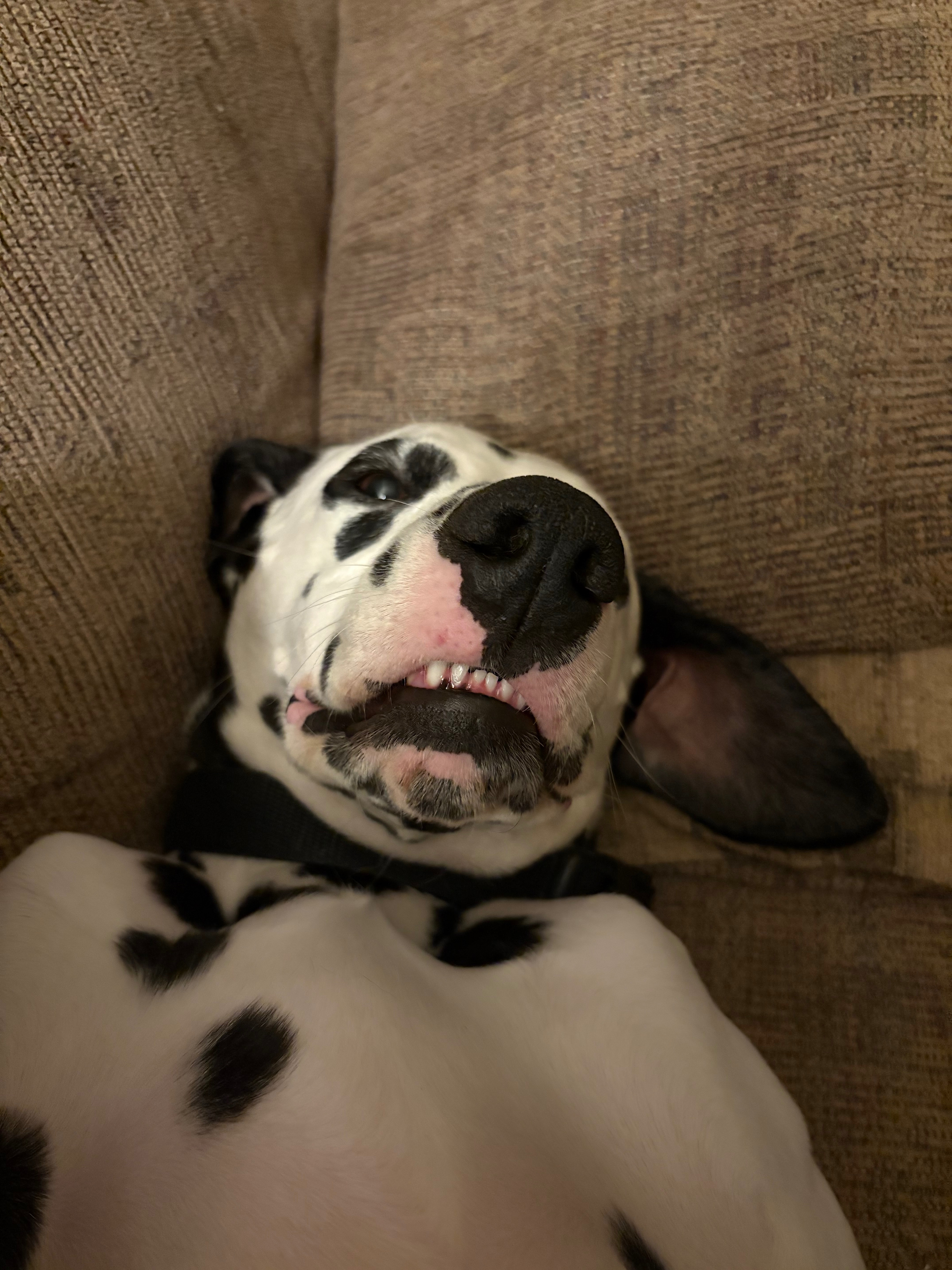 Help Oakley Get Life-Saving Surgery campaign photo, 4 of 8