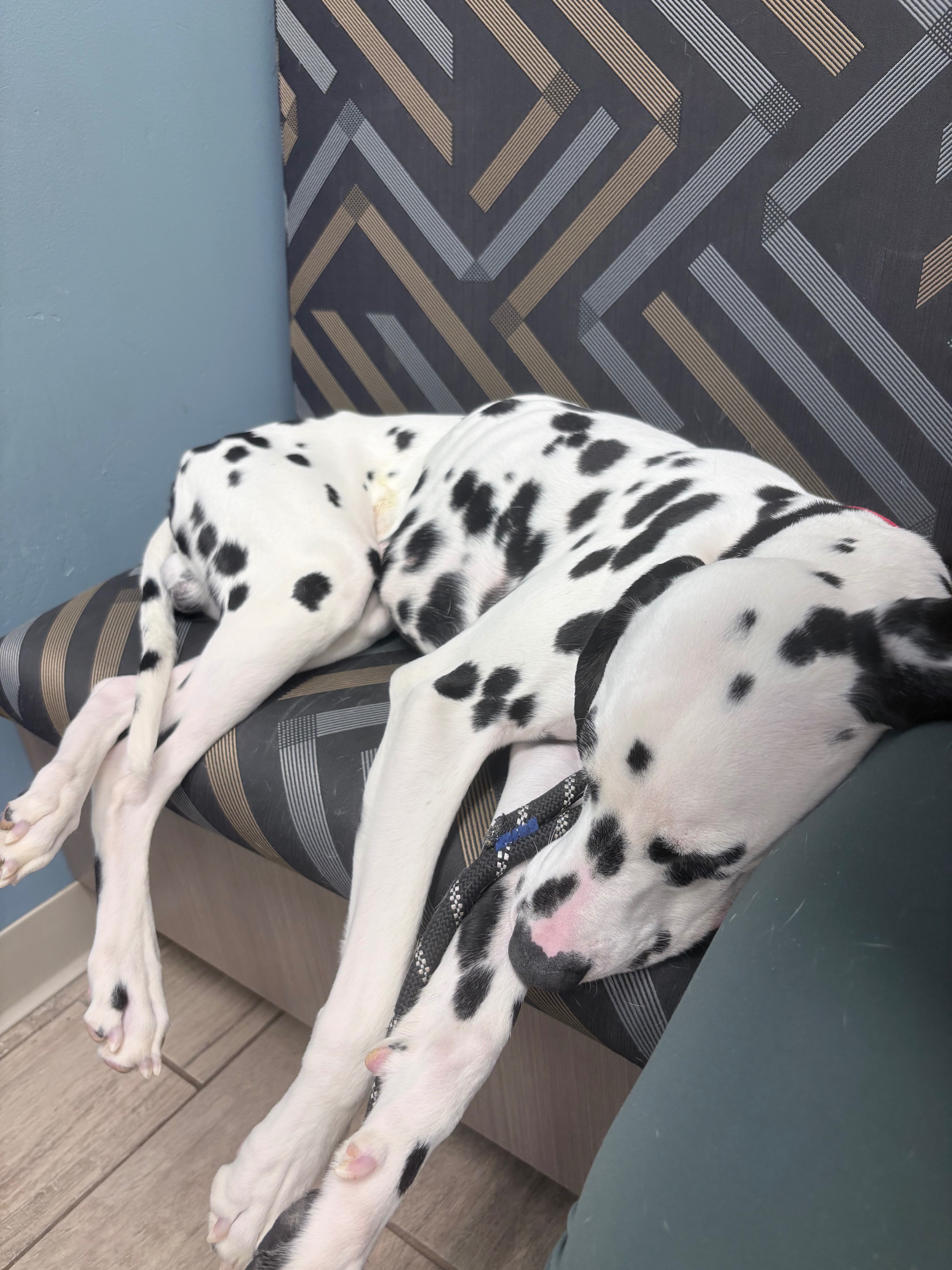 Help Oakley Get Life-Saving Surgery campaign photo, 5 of 8